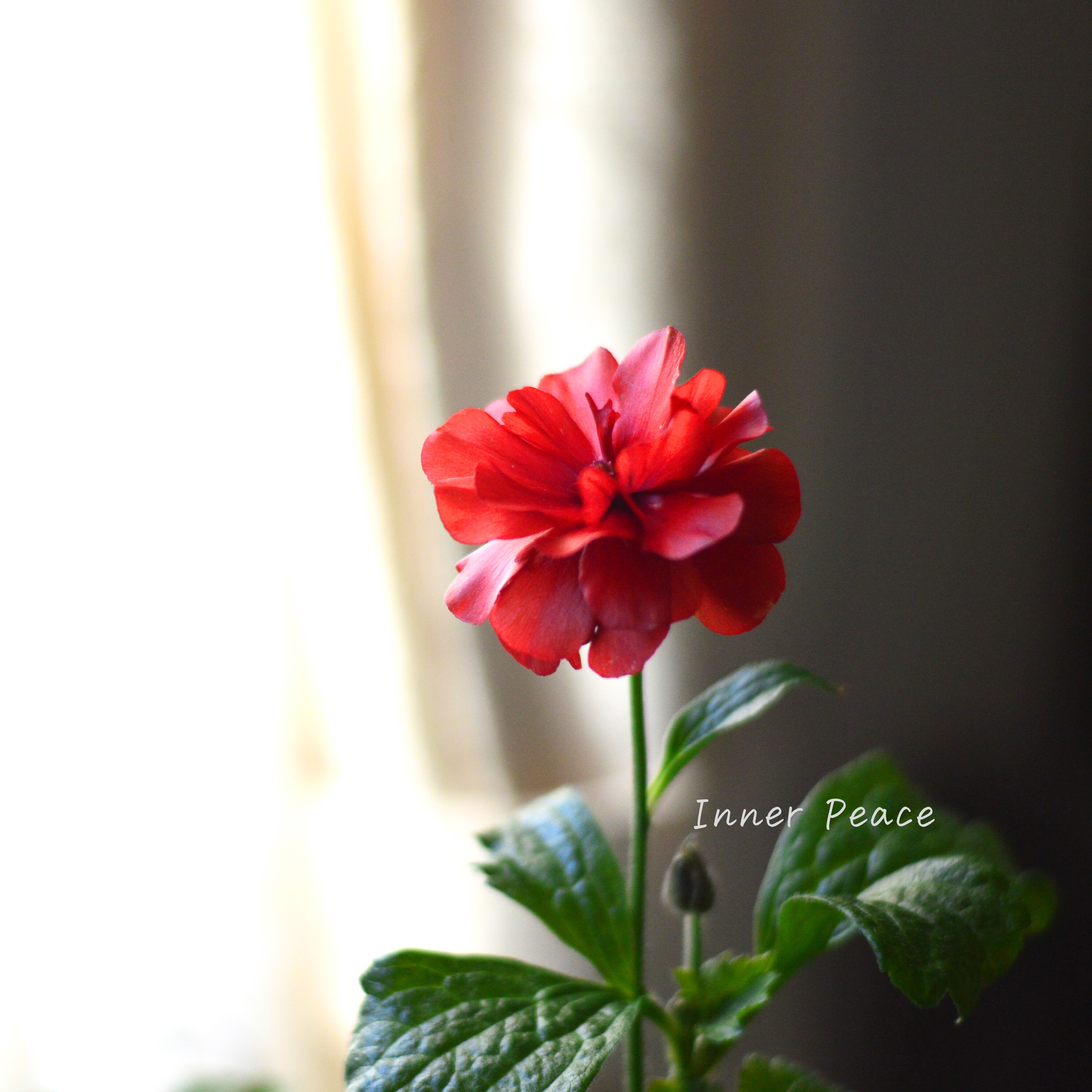 【美しい】 ラナンキュラス・ラックス 『ムーサ』 3.5寸ロングPOT