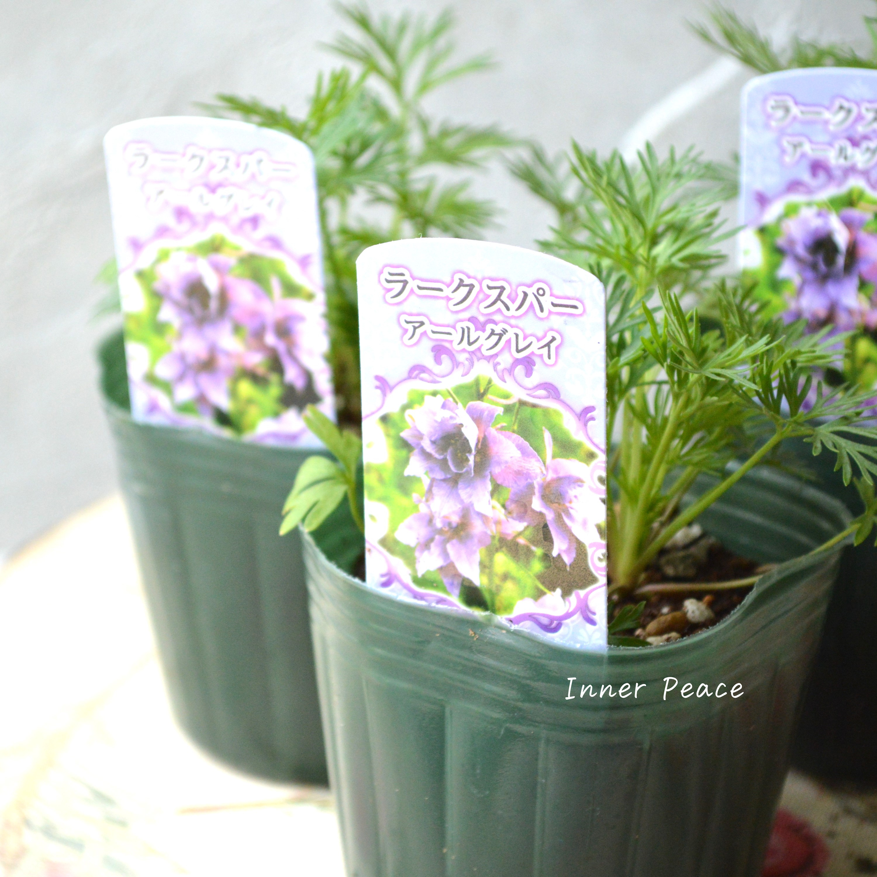 【人気】 ラークスパー 『アールグレイ』 3寸POT