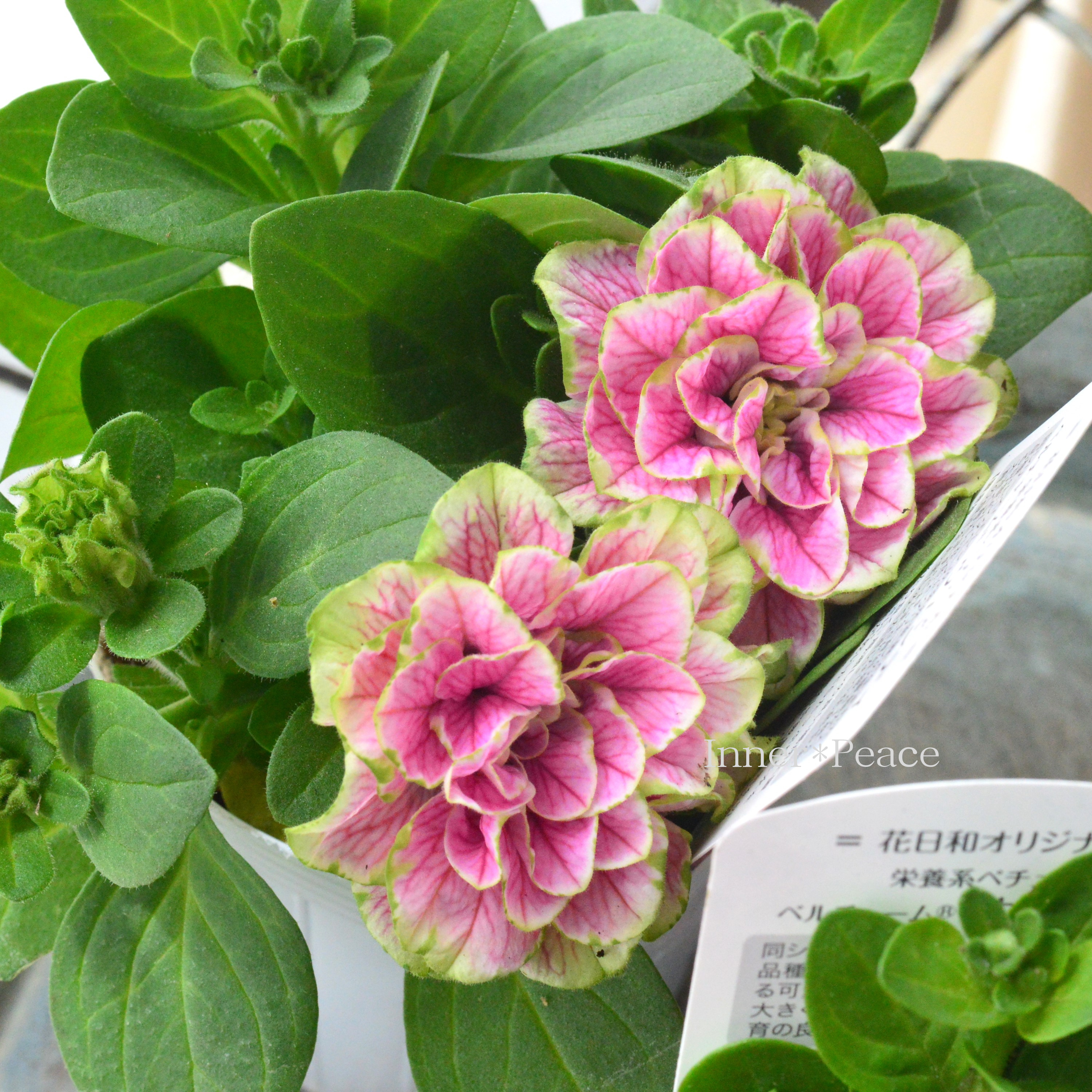 【花日和さんオリジナル】 栄養系ペチュニア 『ベルチャーム・ウエンディ』 3寸ロング~3.5寸POT