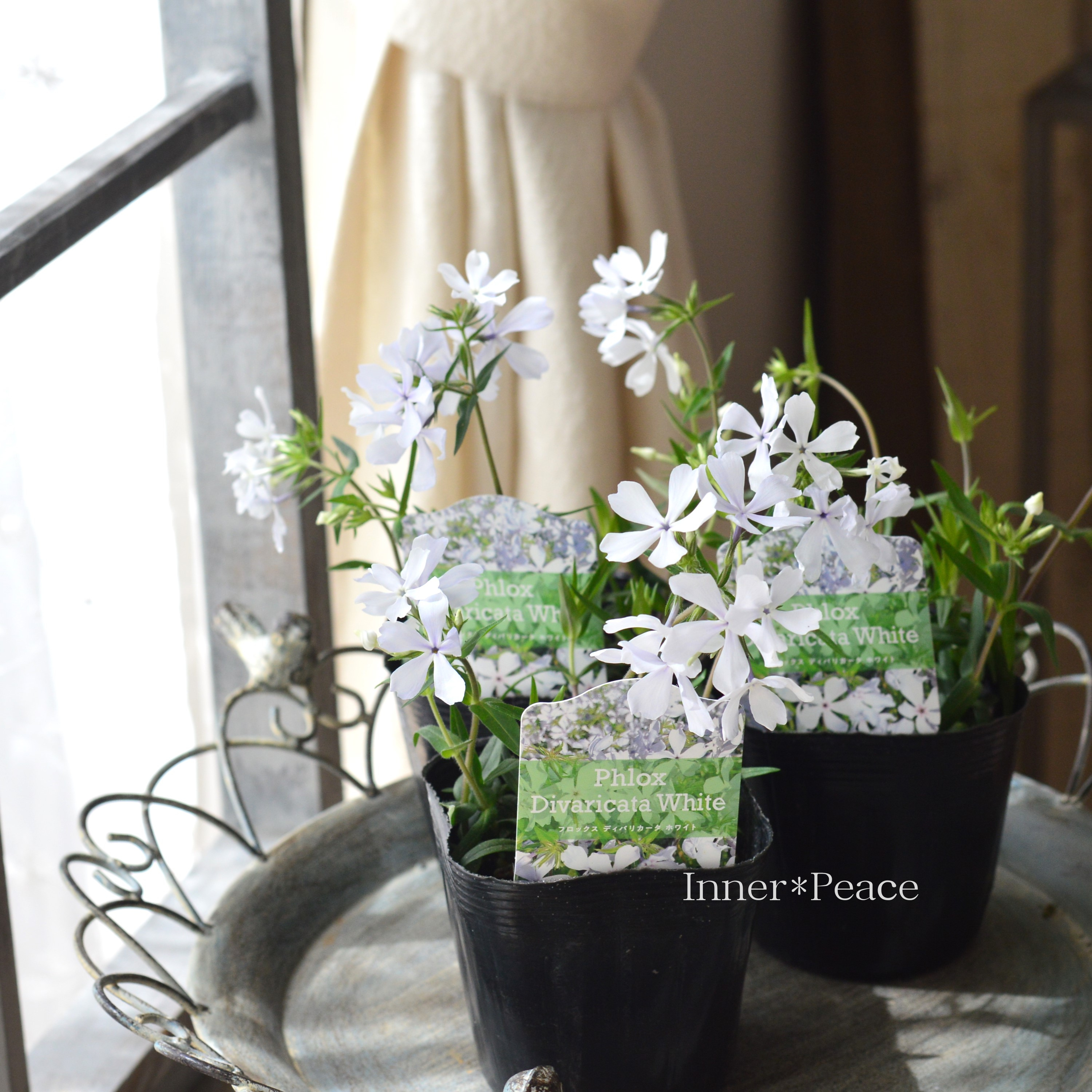【宿根草】 フロックス 『ディバリガータ・ホワイトパフューム』 3寸POT
