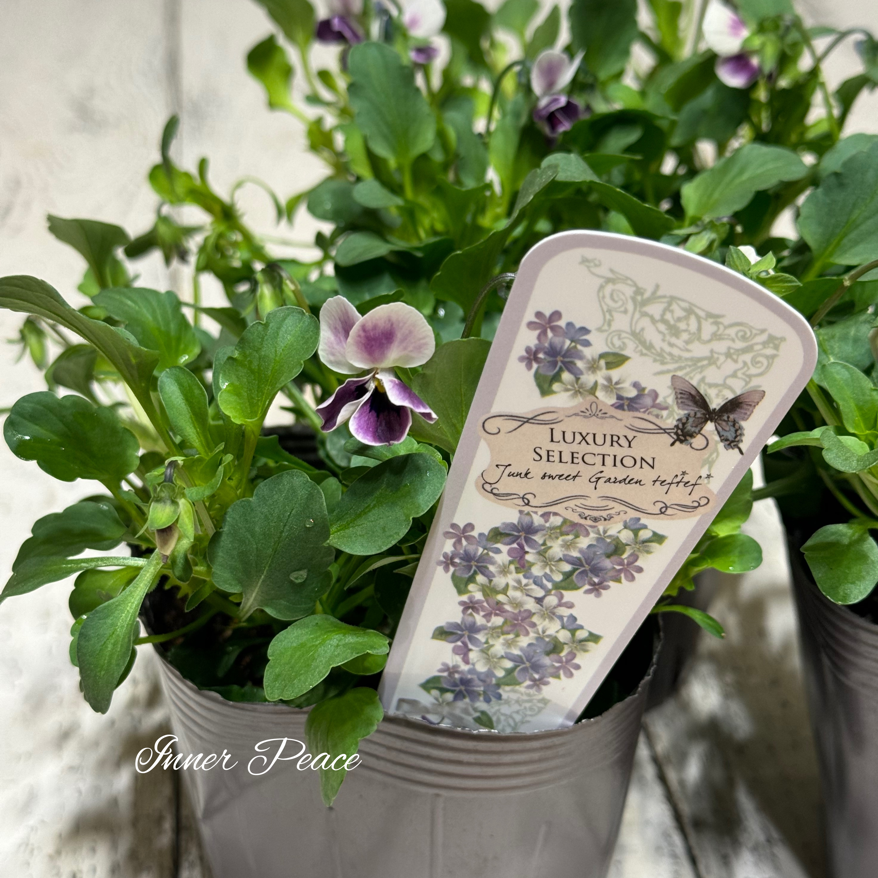 【tef*tef*さんオリジナルビオラ】 極小輪 プチモーブ 3.5寸POT