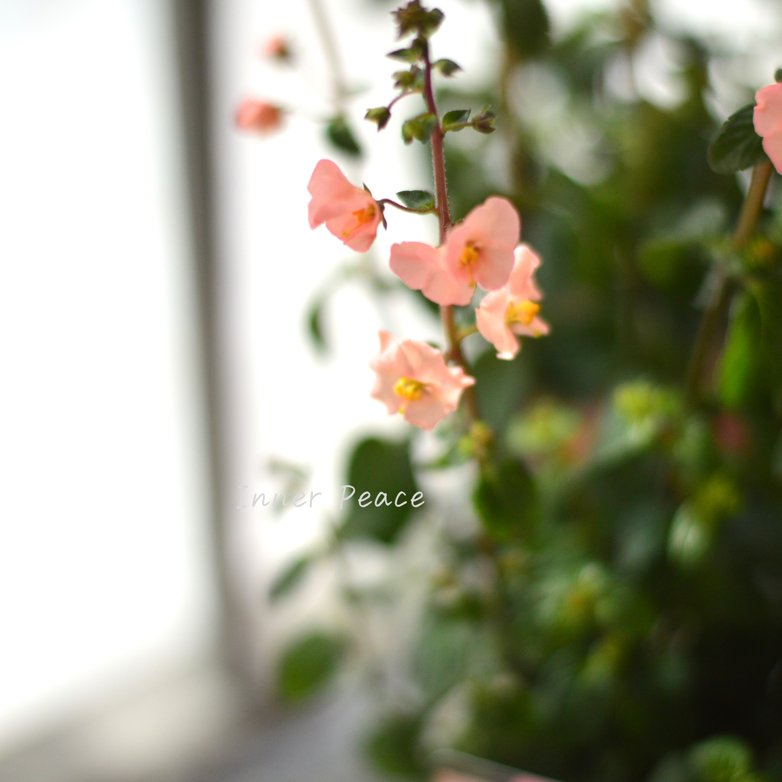 【開花期が長い】 アロンソア 『シェルピンク』 3寸ロングPOT