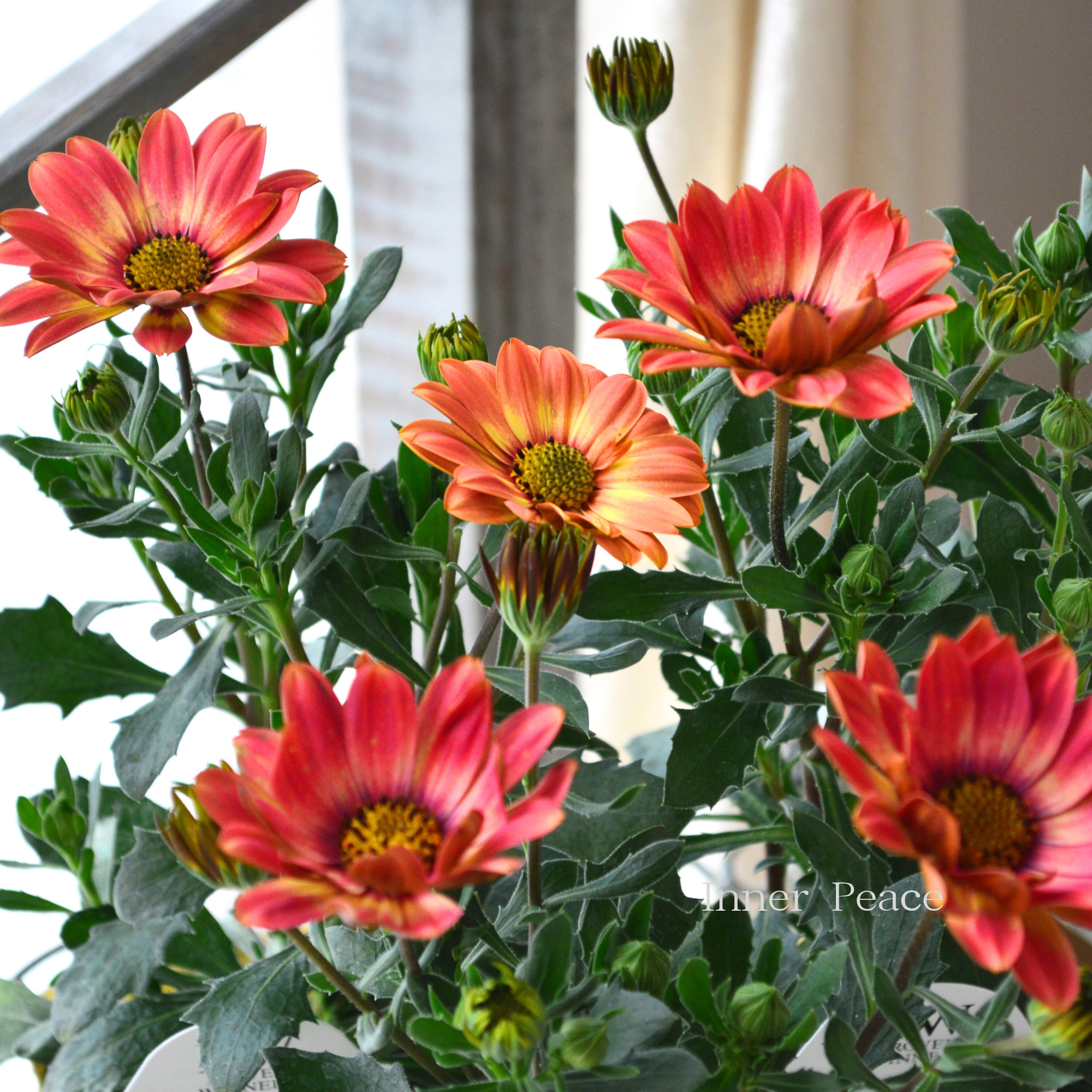 【PW】 オステオスペルマム 『キャンディーフィールズ・ベリーズパイン』 3.5寸POT