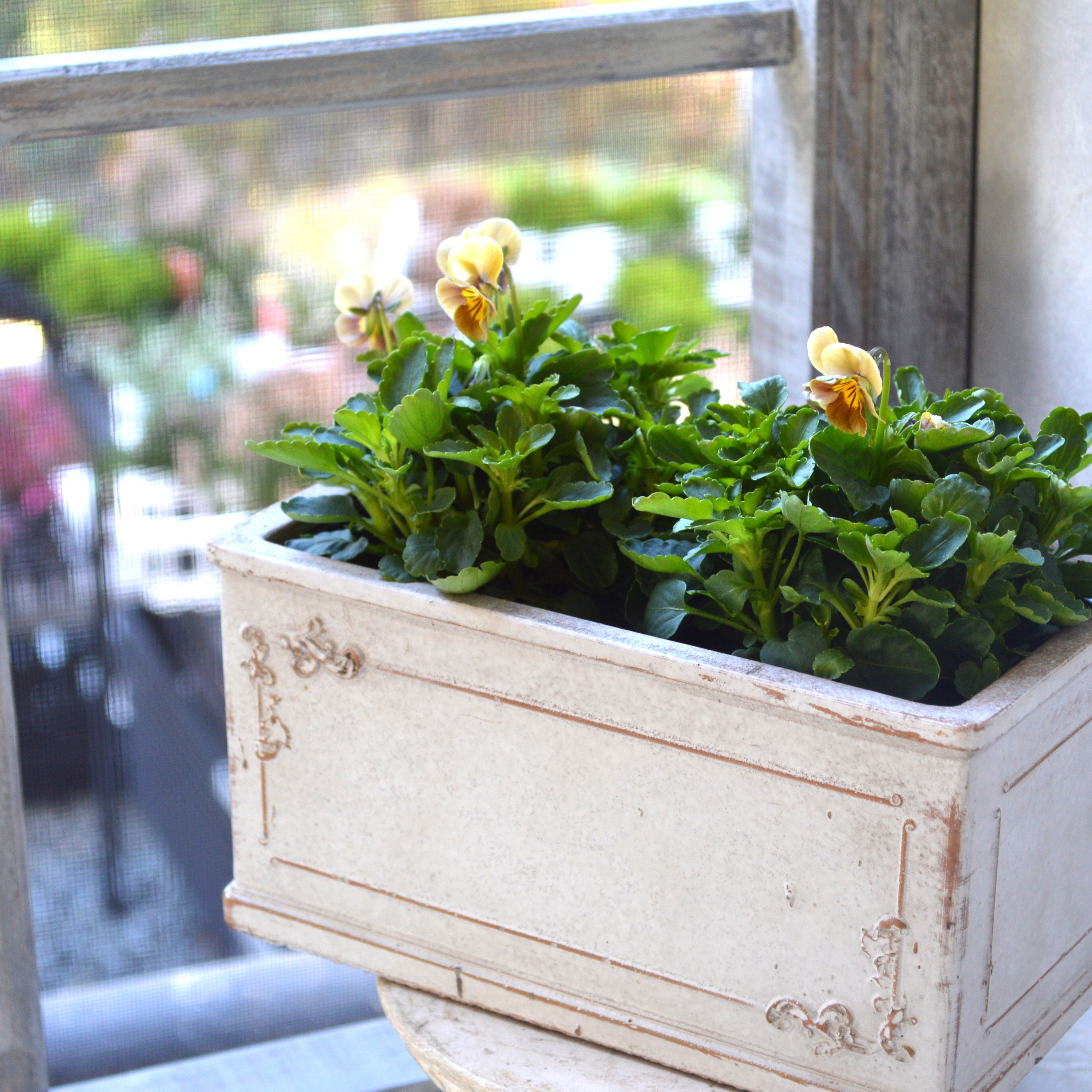 【tef*tef*さんオリジナルビオラ】 フロモカベージュ 3.5寸POT