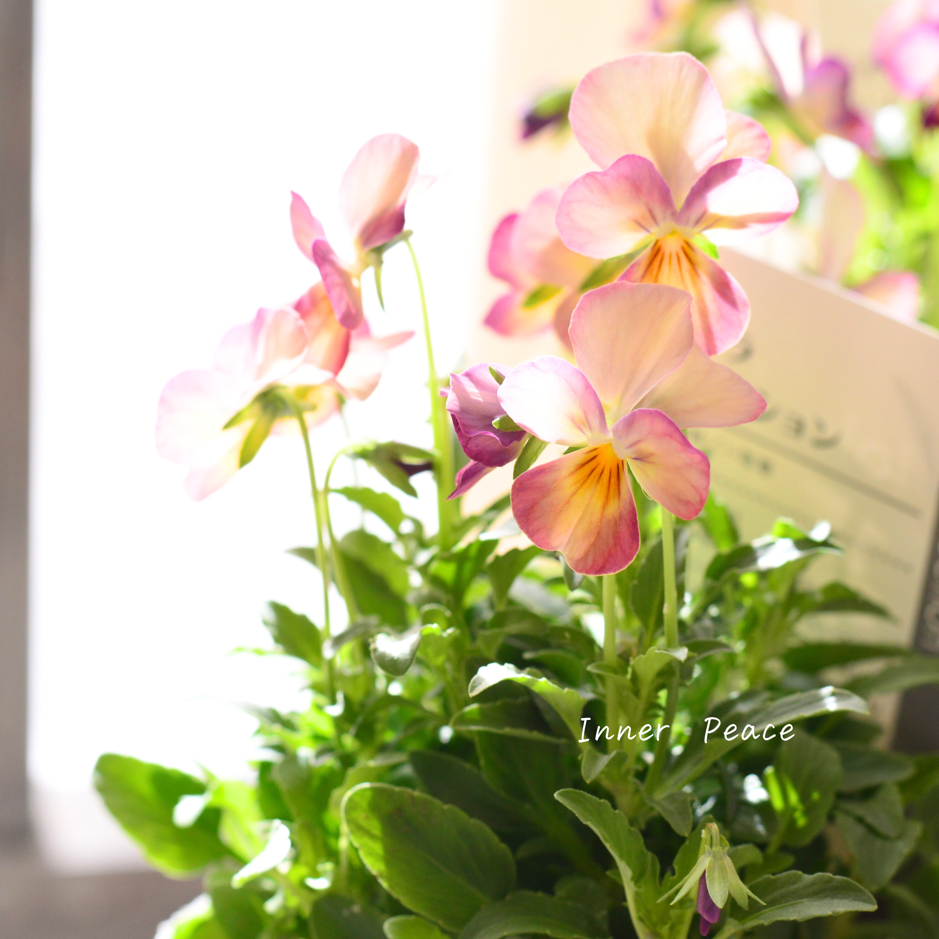 【かわいい】 ビオラ 『ピンクアンティーク』 3.5寸POT