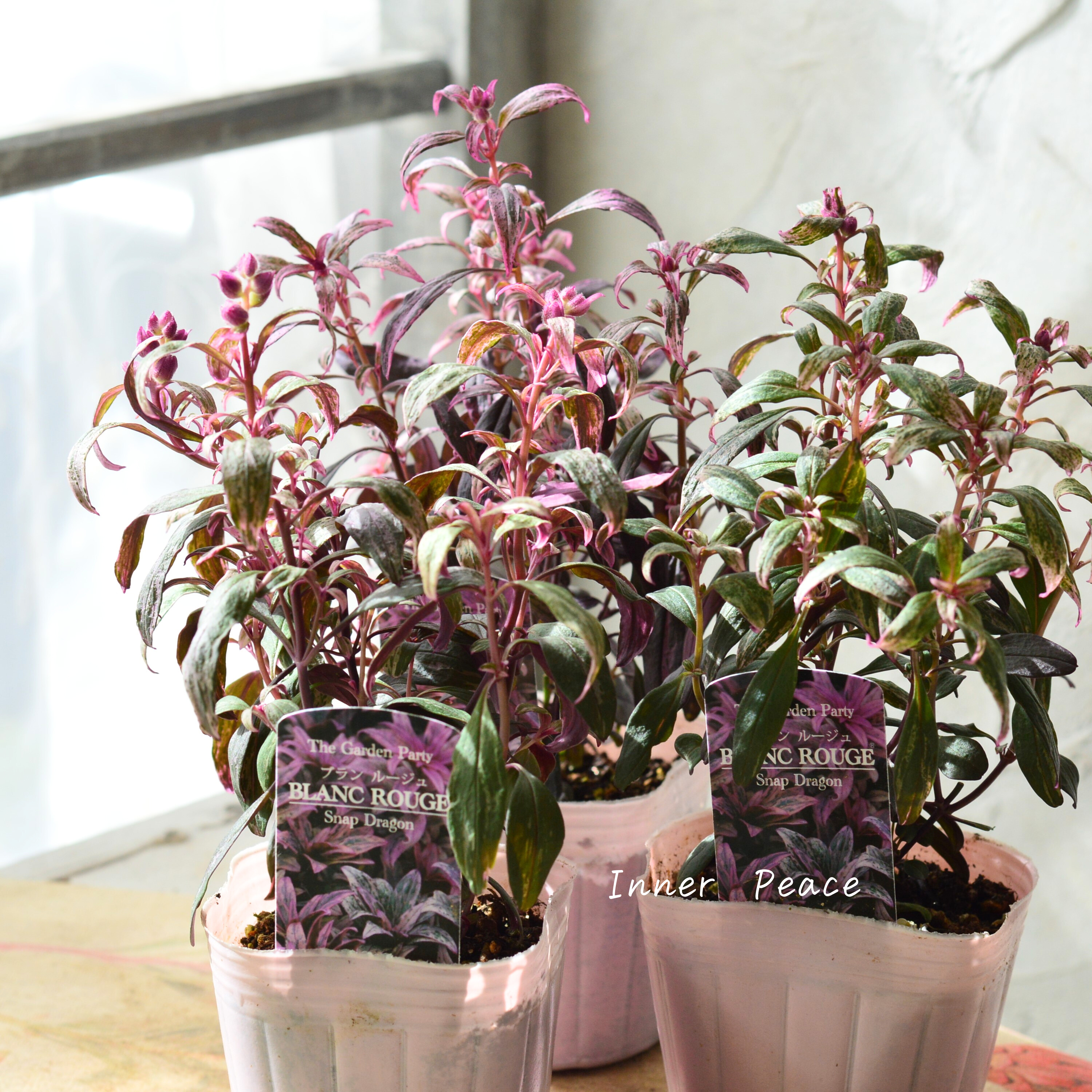 【カラーリーフ】 キンギョソウ 『ブランルージュ』 3寸POT