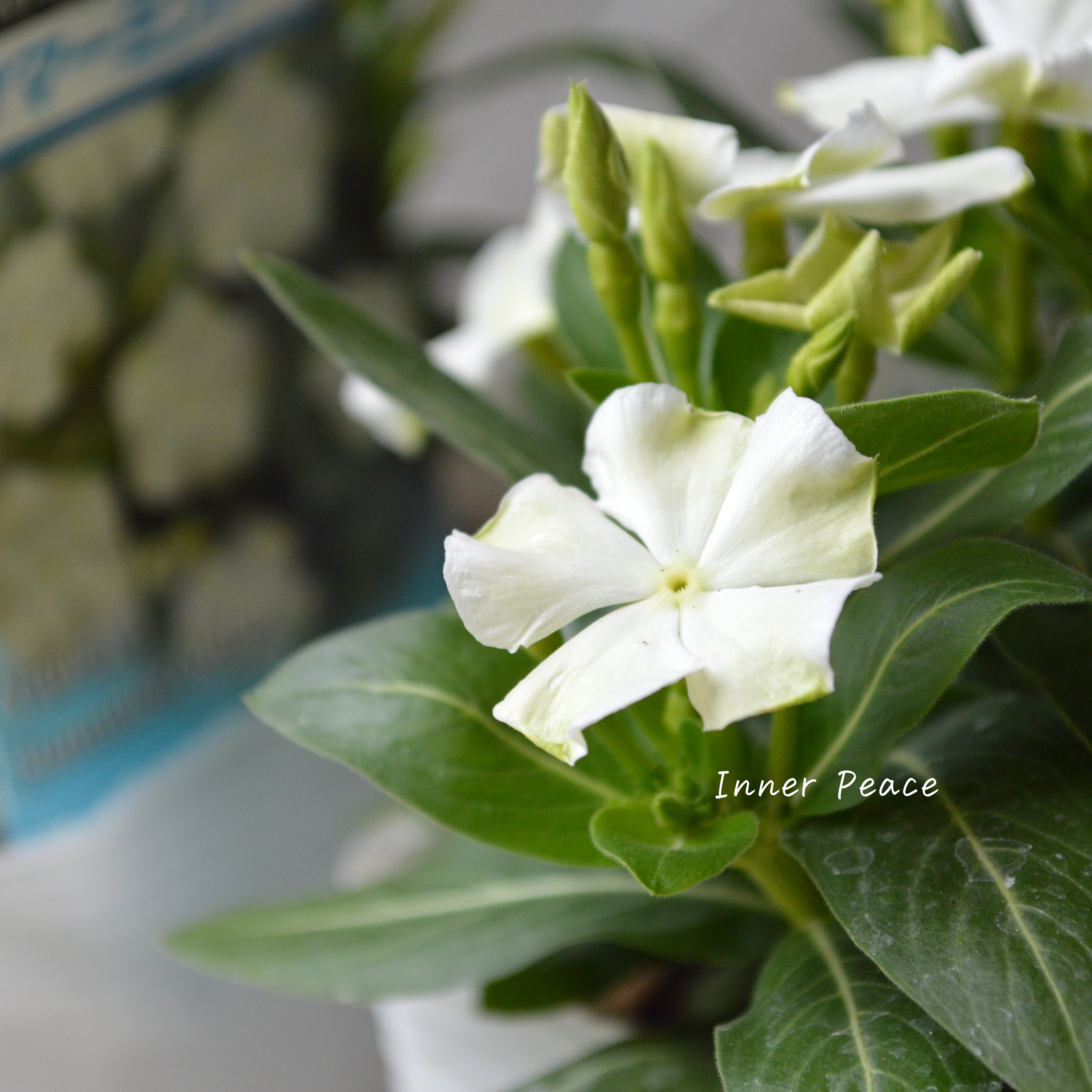 【北島園芸さん】 ニチニチソウ 『サマーミント』 3.5寸POT