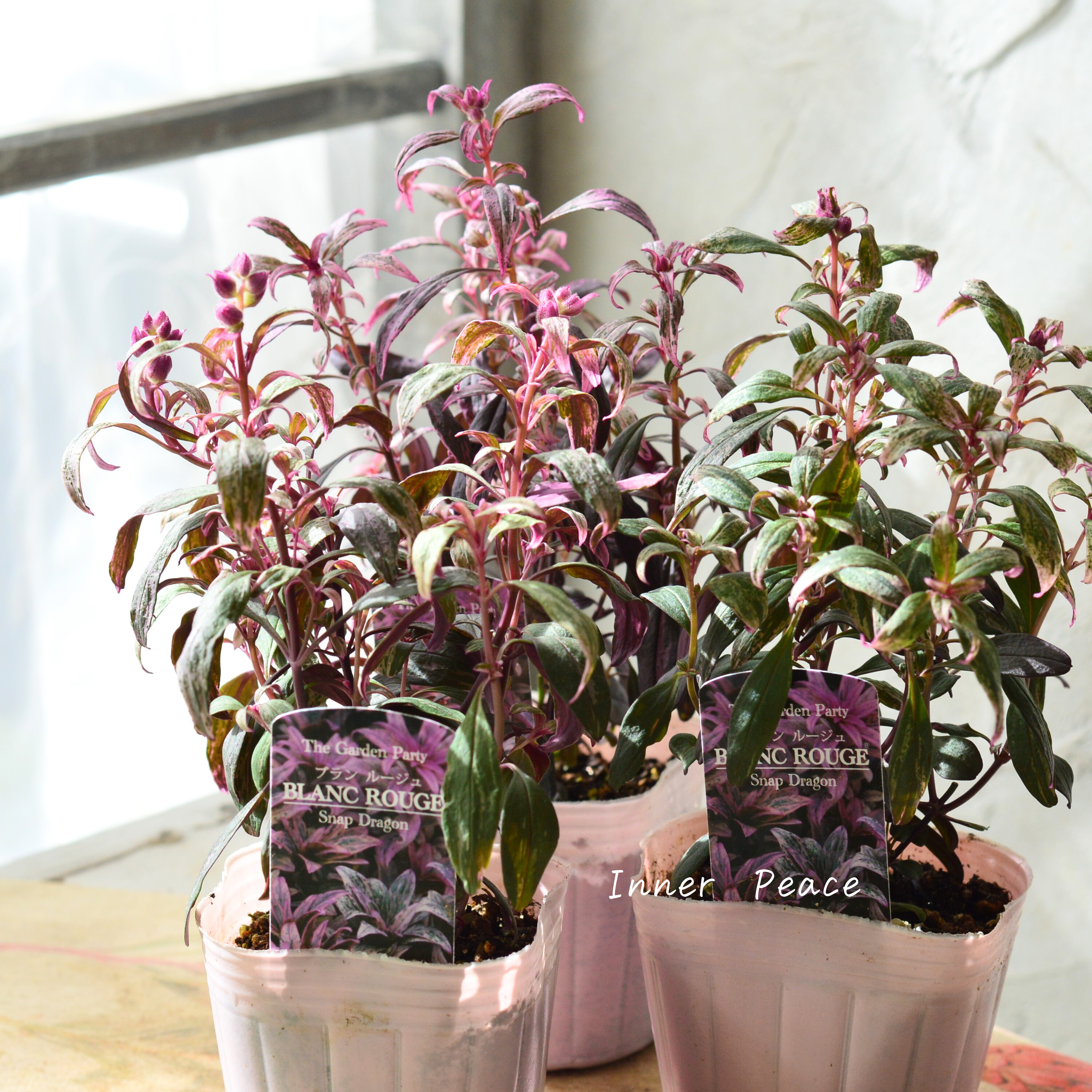 【カラーリーフ】 キンギョソウ 『ブランルージュ』 3寸POT