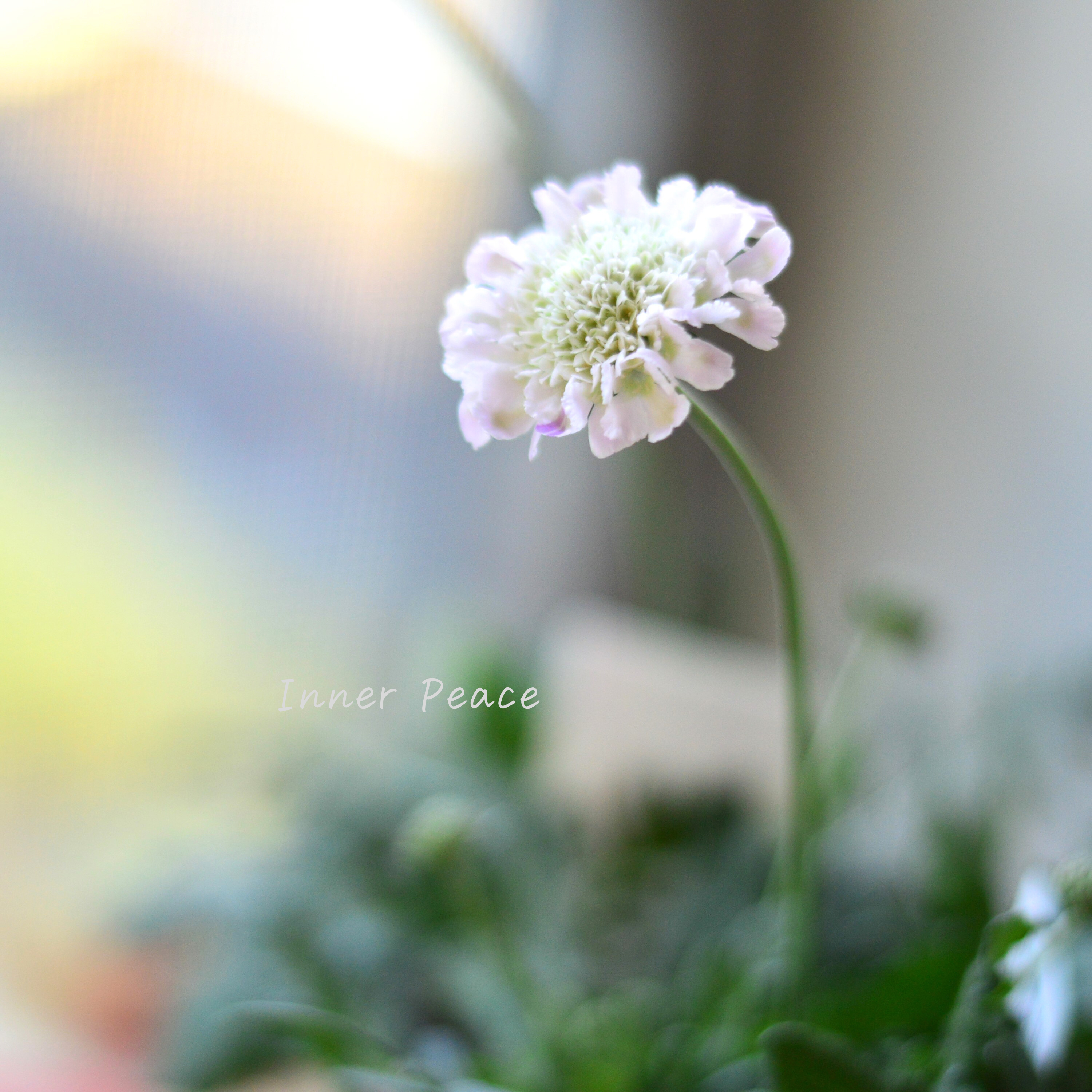 【美しい】 スカビオサ 『白ときどき桃』 3寸POT