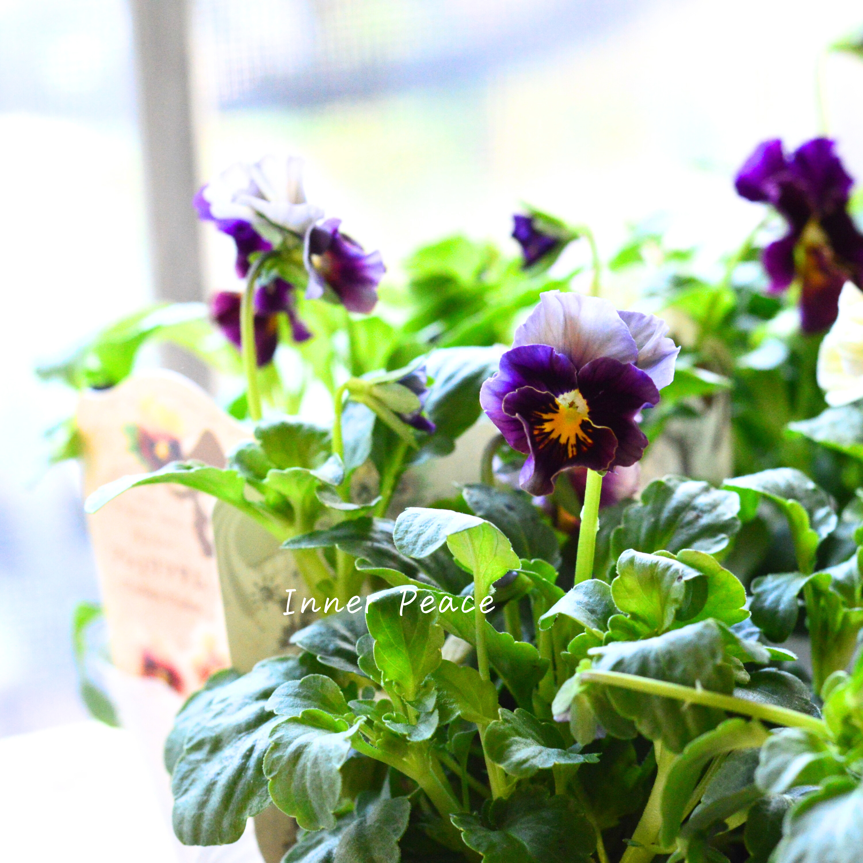 【うえたさん育種】 パンジー 『マシェリマダム』 3.5寸POT