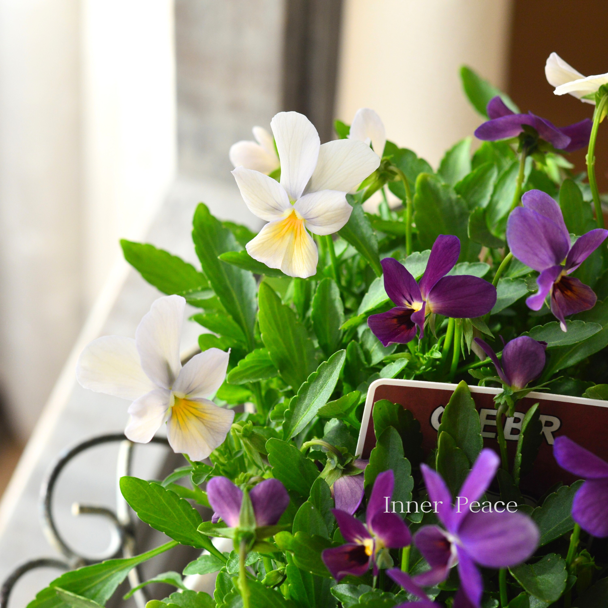 【ゲブラさん】 試験品種ビオラ 『ルナ』 3.5寸POT