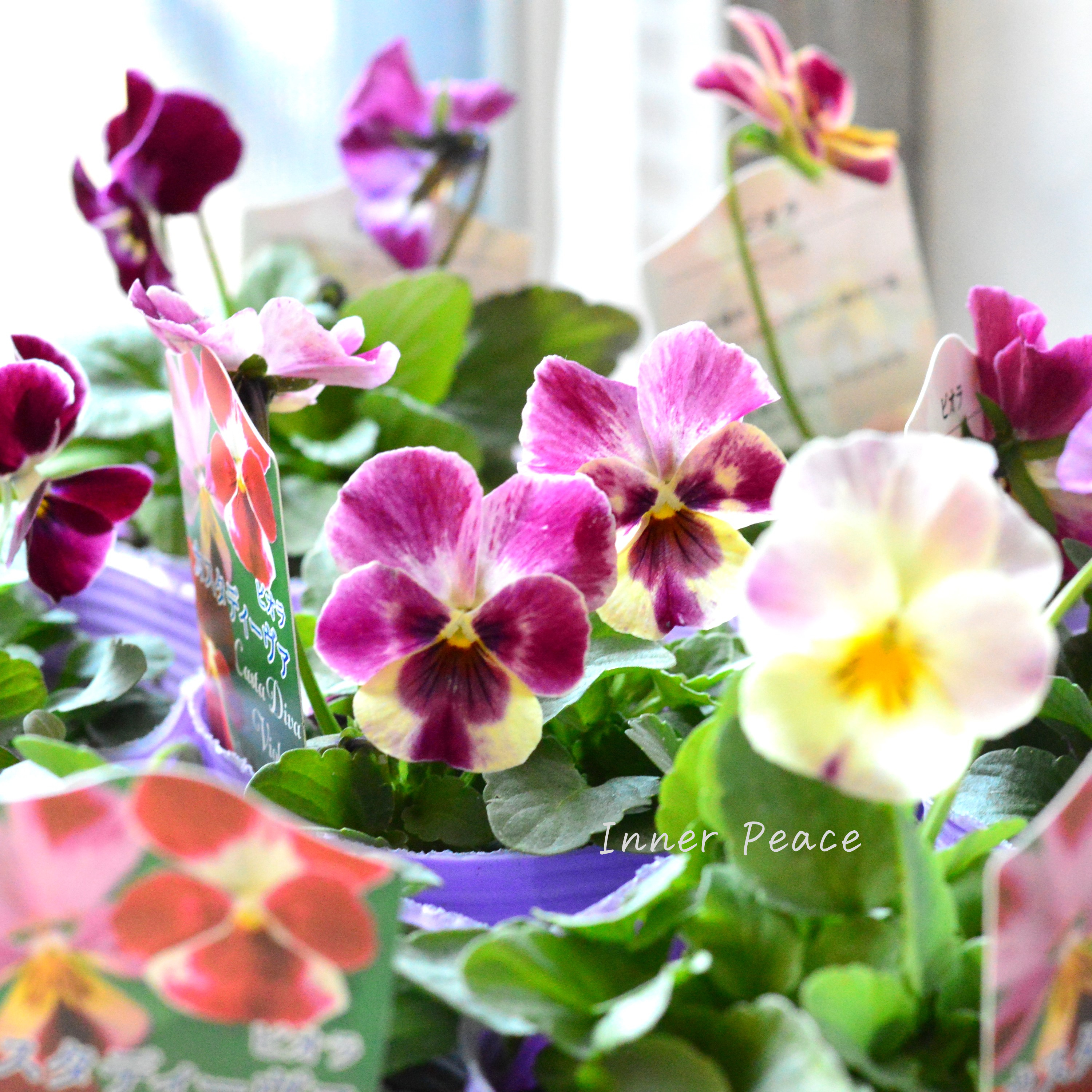 【花夢園芸さん】 ビオラ 『カスタディーヴァ』 3寸ロングPOT