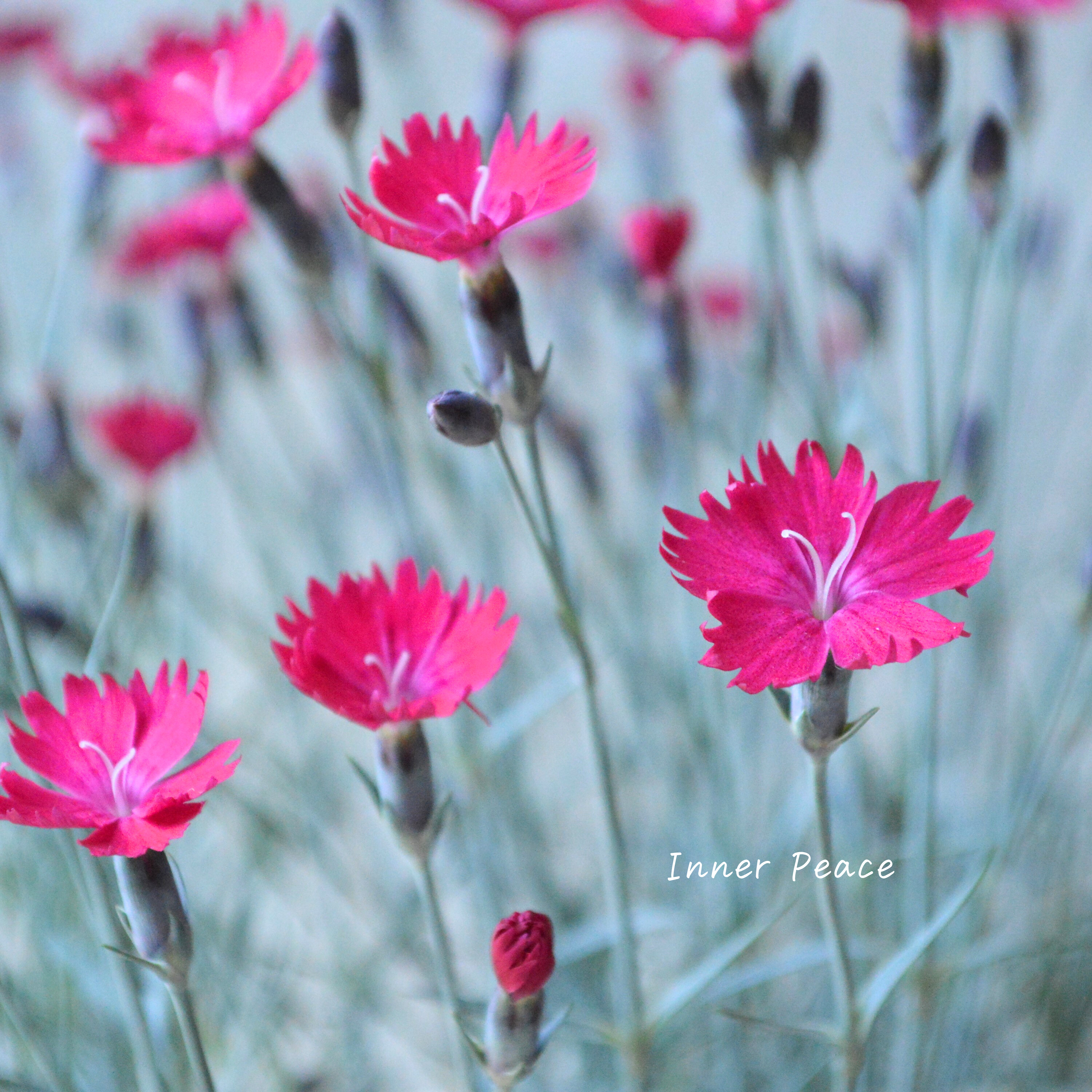 【希少】 ダイアンサス 『ウィックドウィッチ』 3寸POT