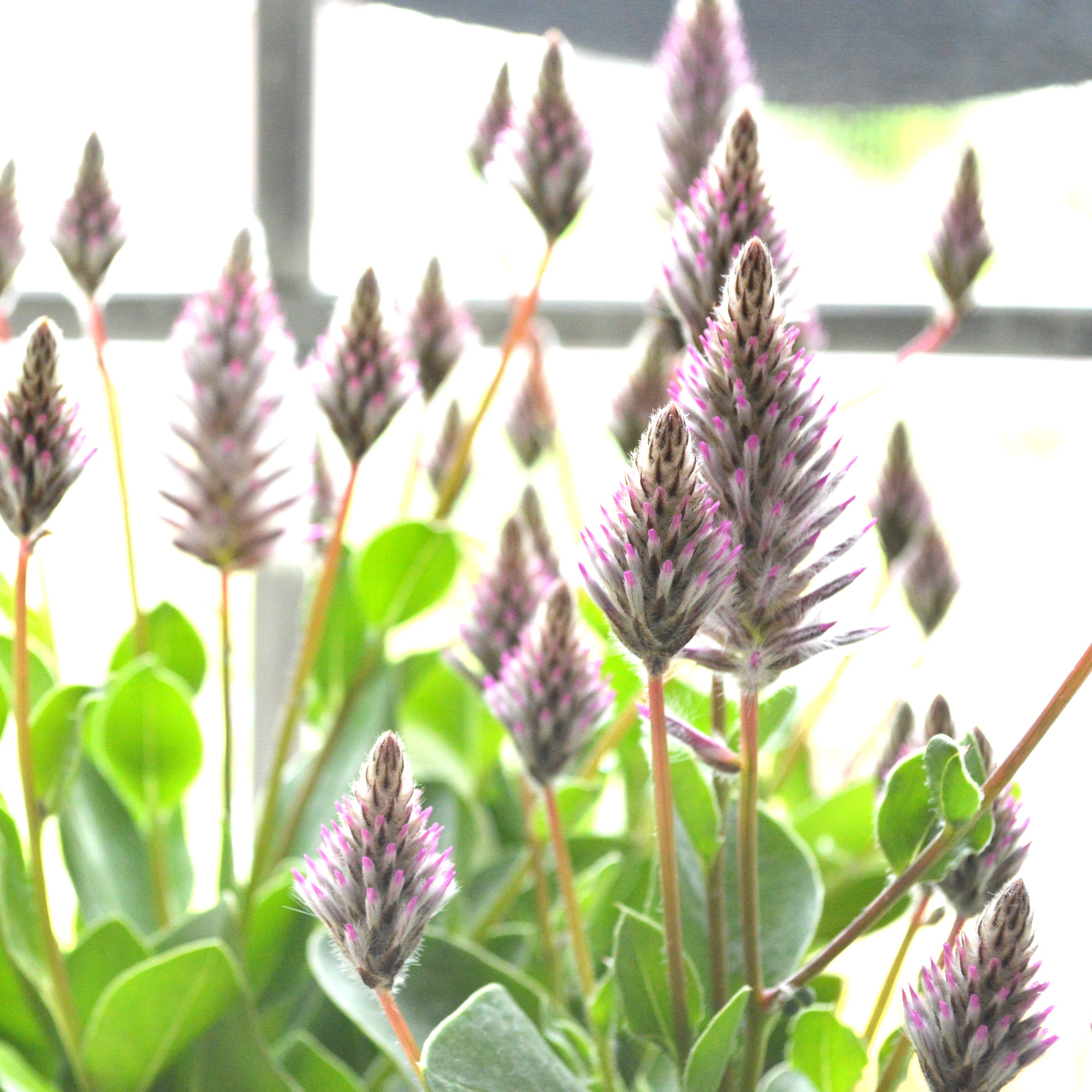 【個性的】 プティロータス 『エクサルタツス・ジョーイ』 3.5寸POT