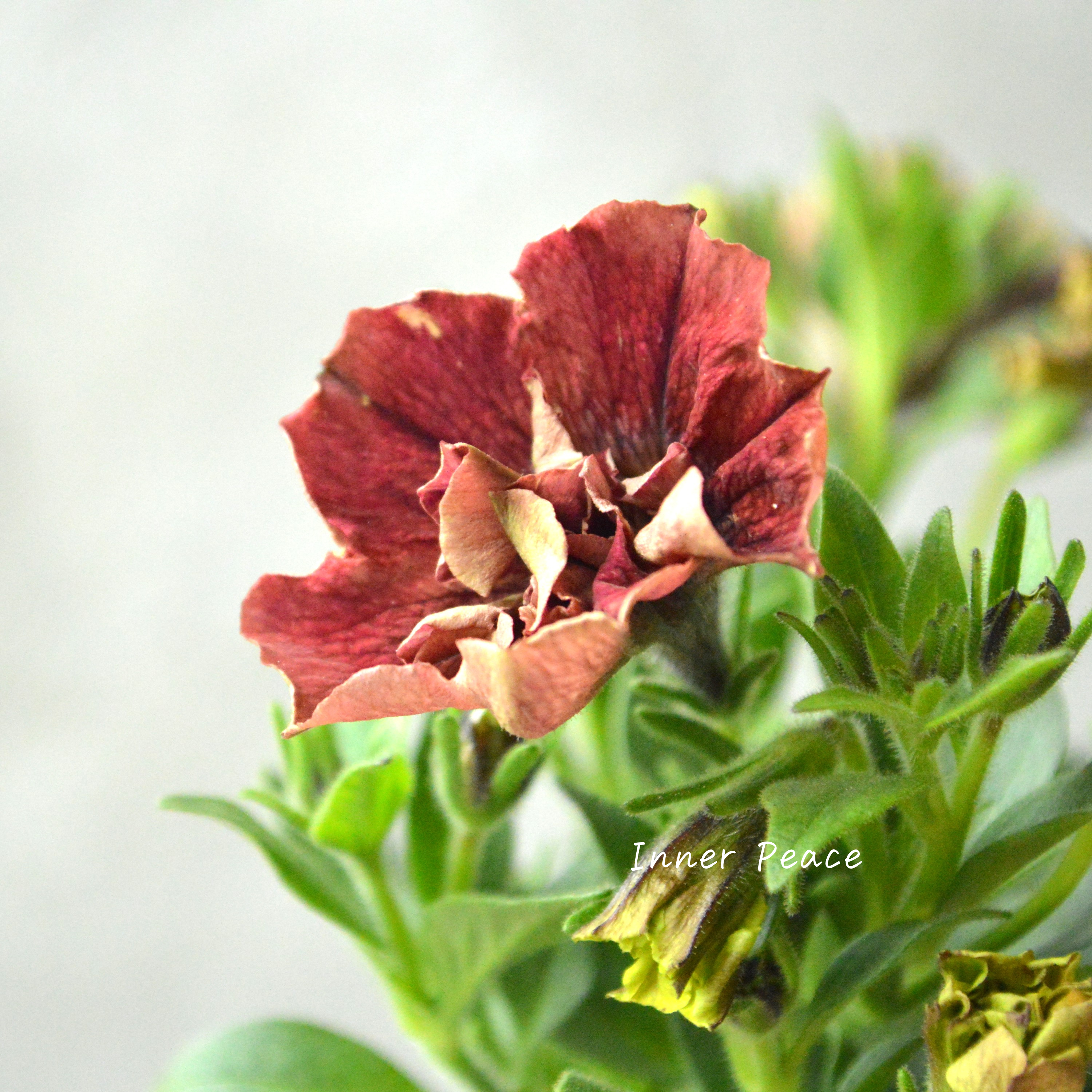 【花芳さんオリジナル】New! 八重咲きペチュニア 『ジュリエット・オスカーアーモンド』 3.5寸POT