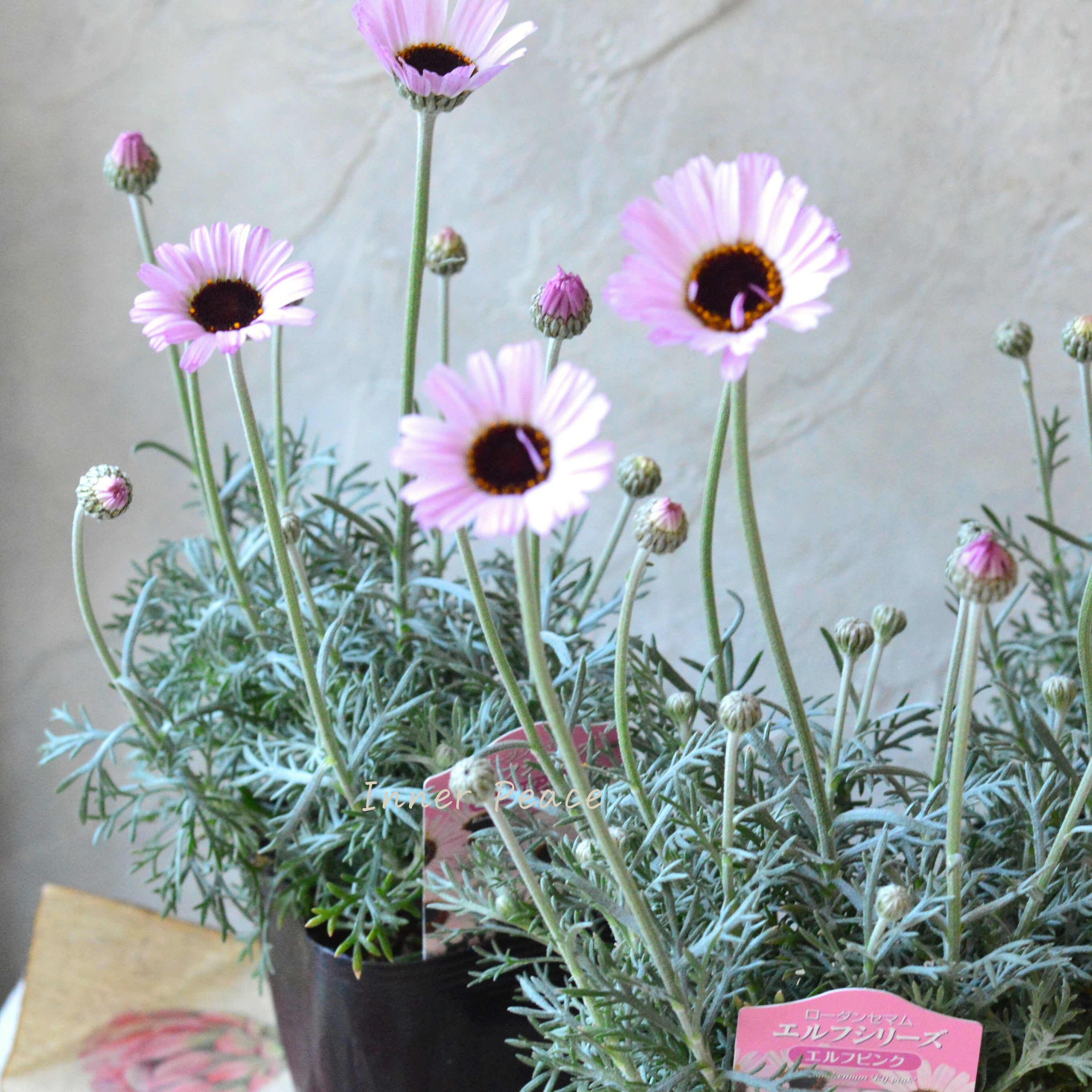 【大人かわいい】 ローダンセマム 『エルフピンク』 3.5寸ロングPOT