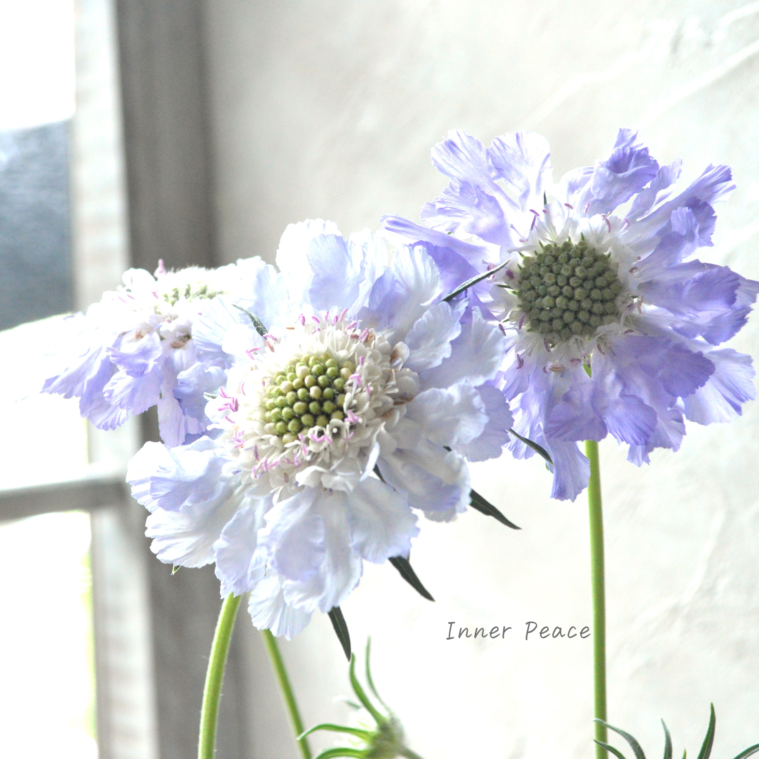 【大輪】 スカビオサ 『パーフェクタ・ブルー系』 3.5寸POT