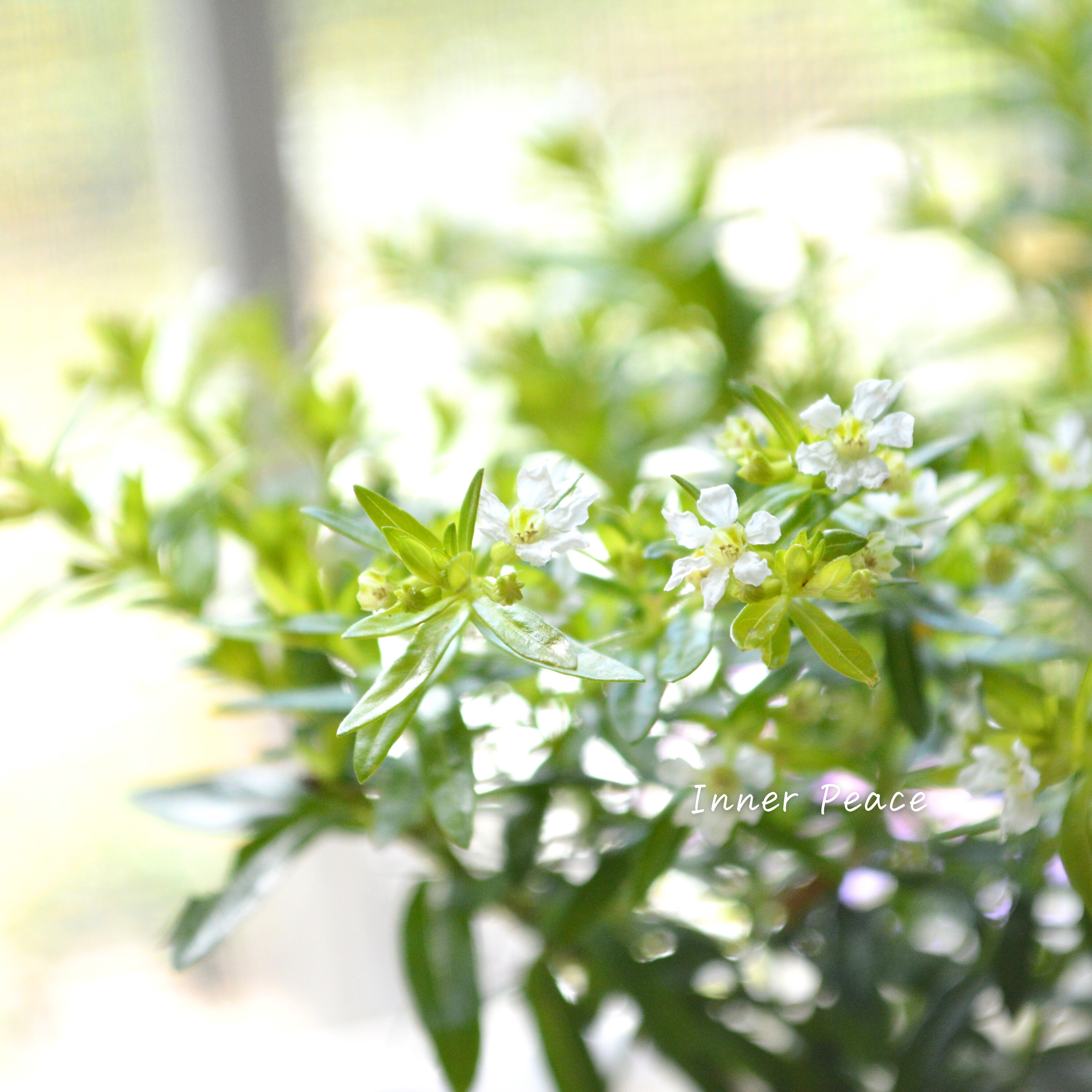 【暑さに強い】 クフェア 『フローリーグローリー』 3寸POT