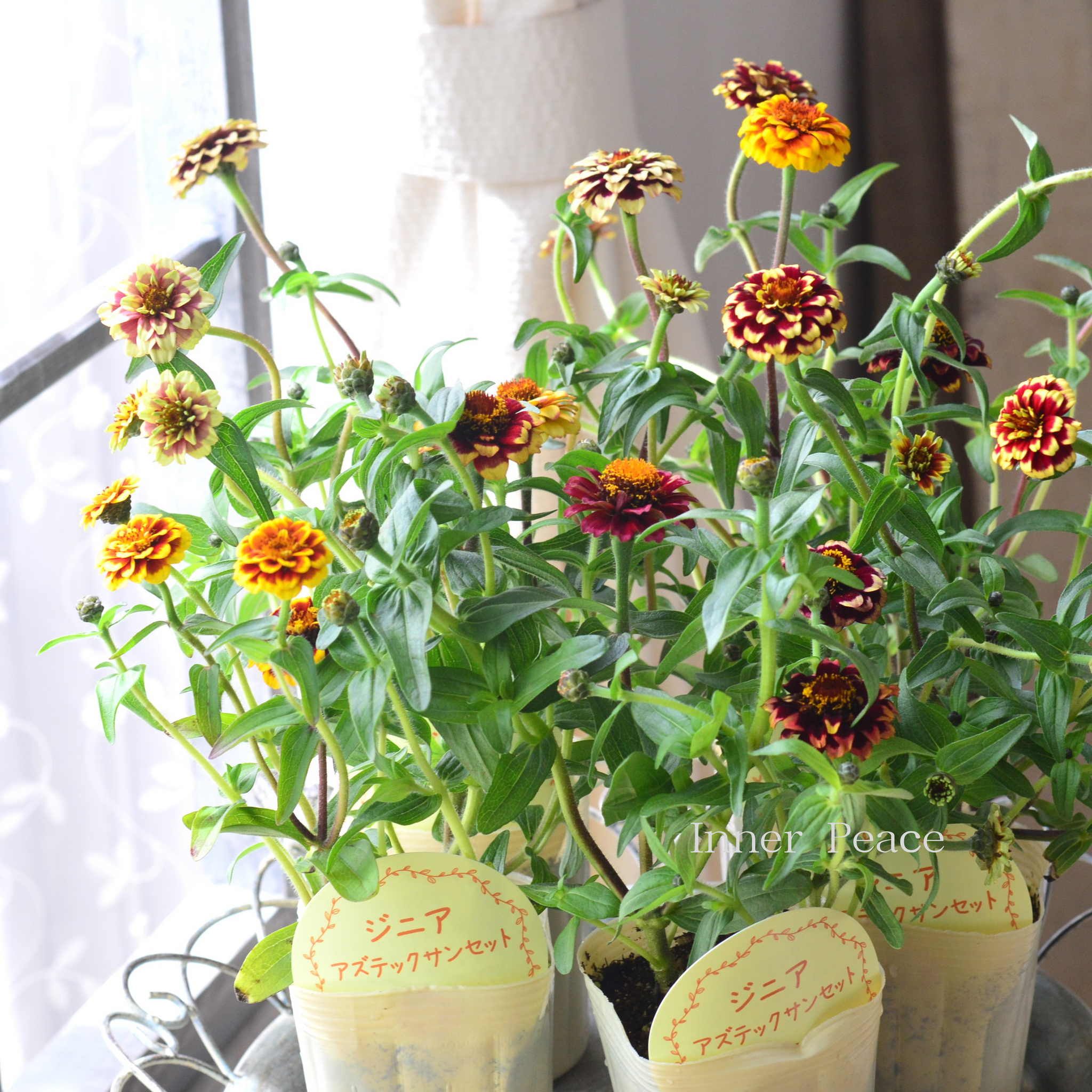 E49美品◆ ベイジ【2023ss/CollectionZINNIA：ジニア】 733-FZN731.jpg?1