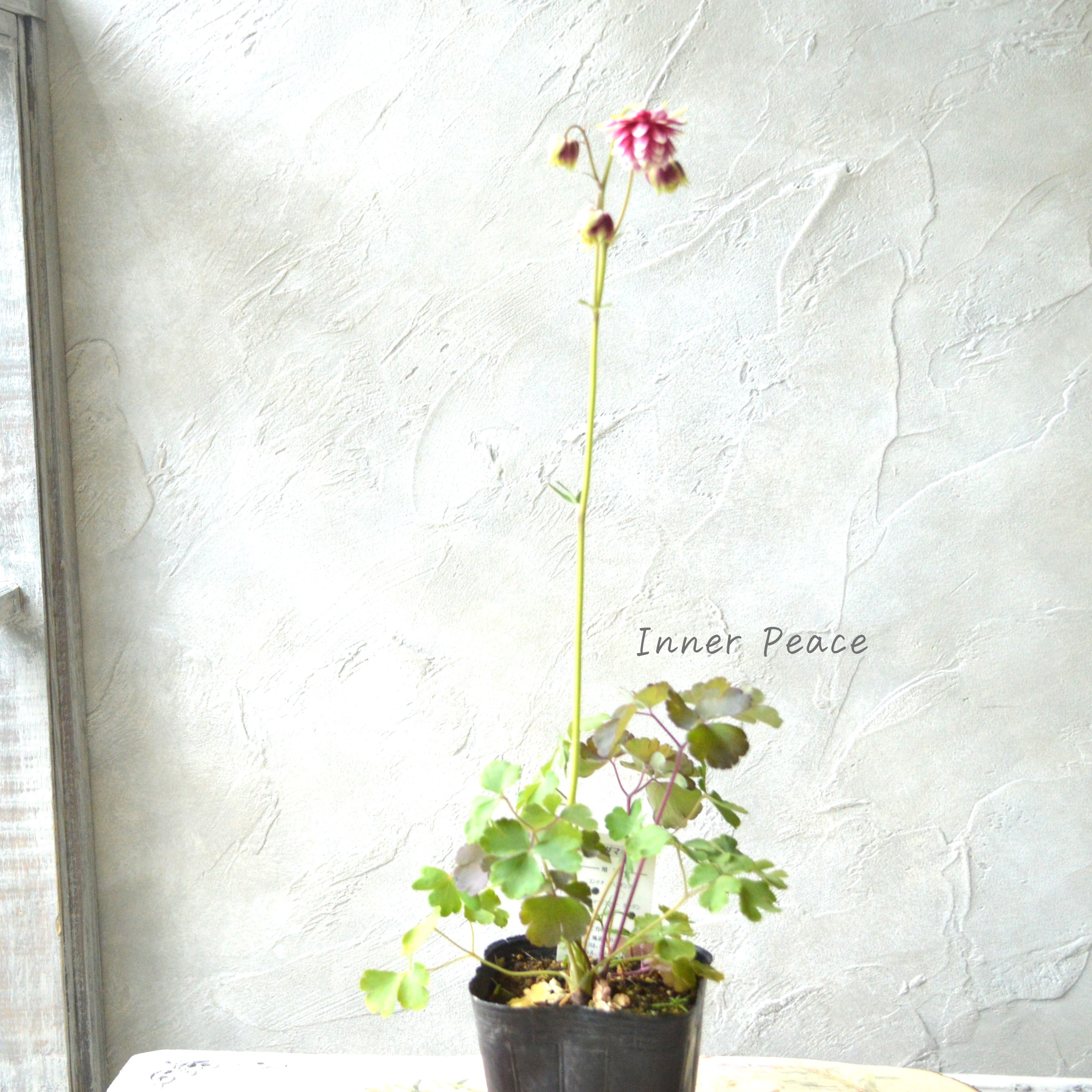 【八重咲き】 西洋オダマキ 『ノラバロー』 3.5寸POT