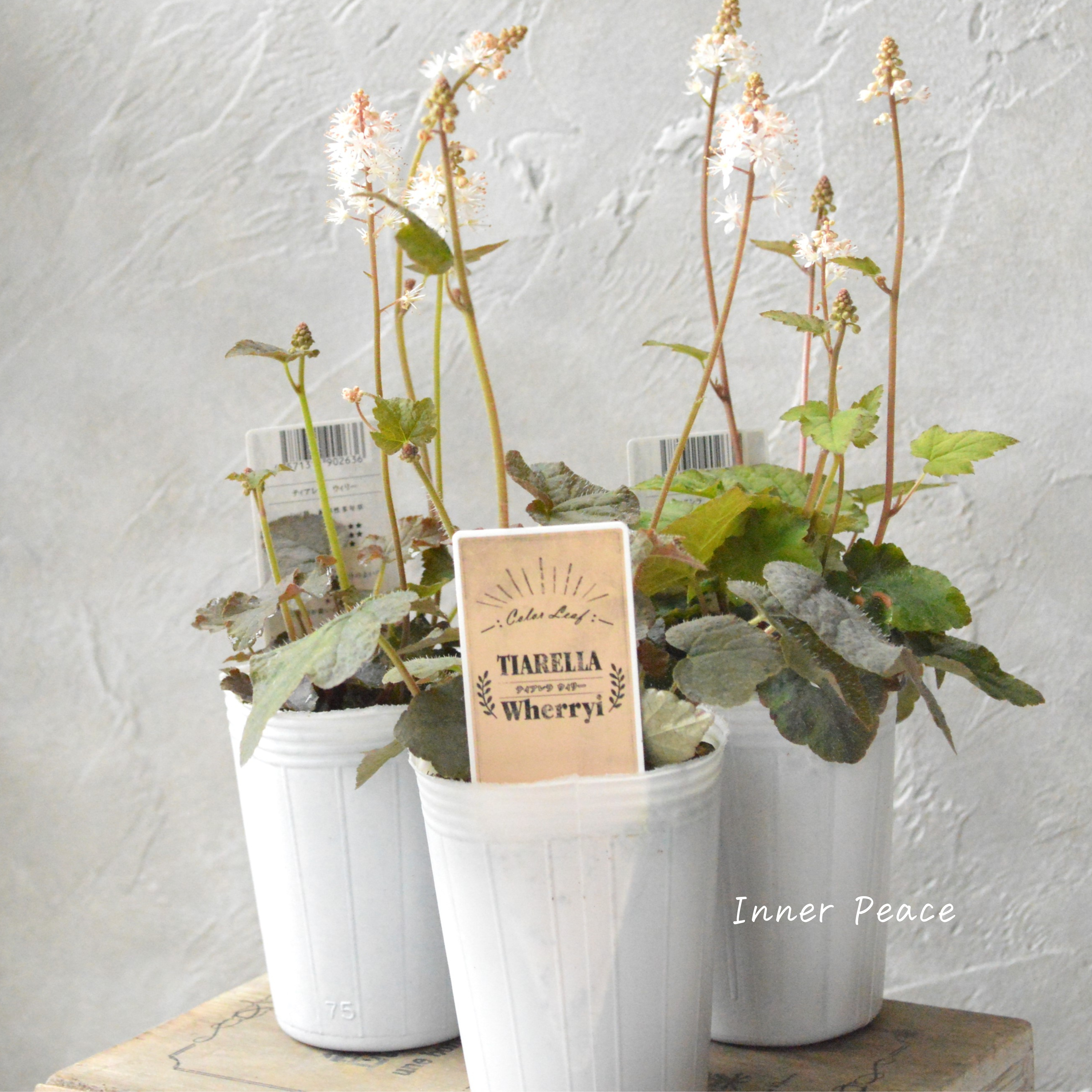 【宿根草】 ティアレラ 『ウィリー』 2.5寸ロングPOT