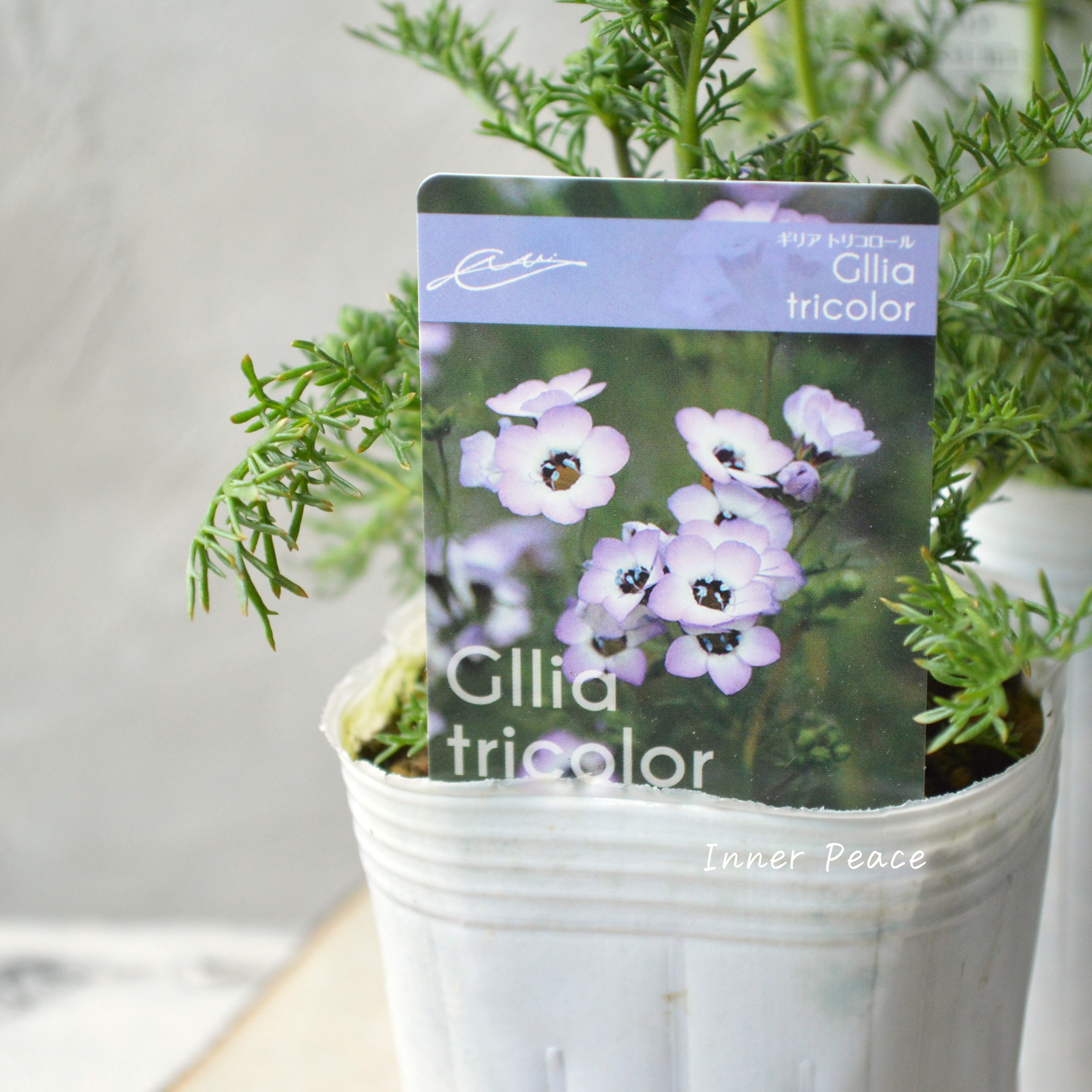 【美しい】 ギリア 『トリコロール』 3寸POT