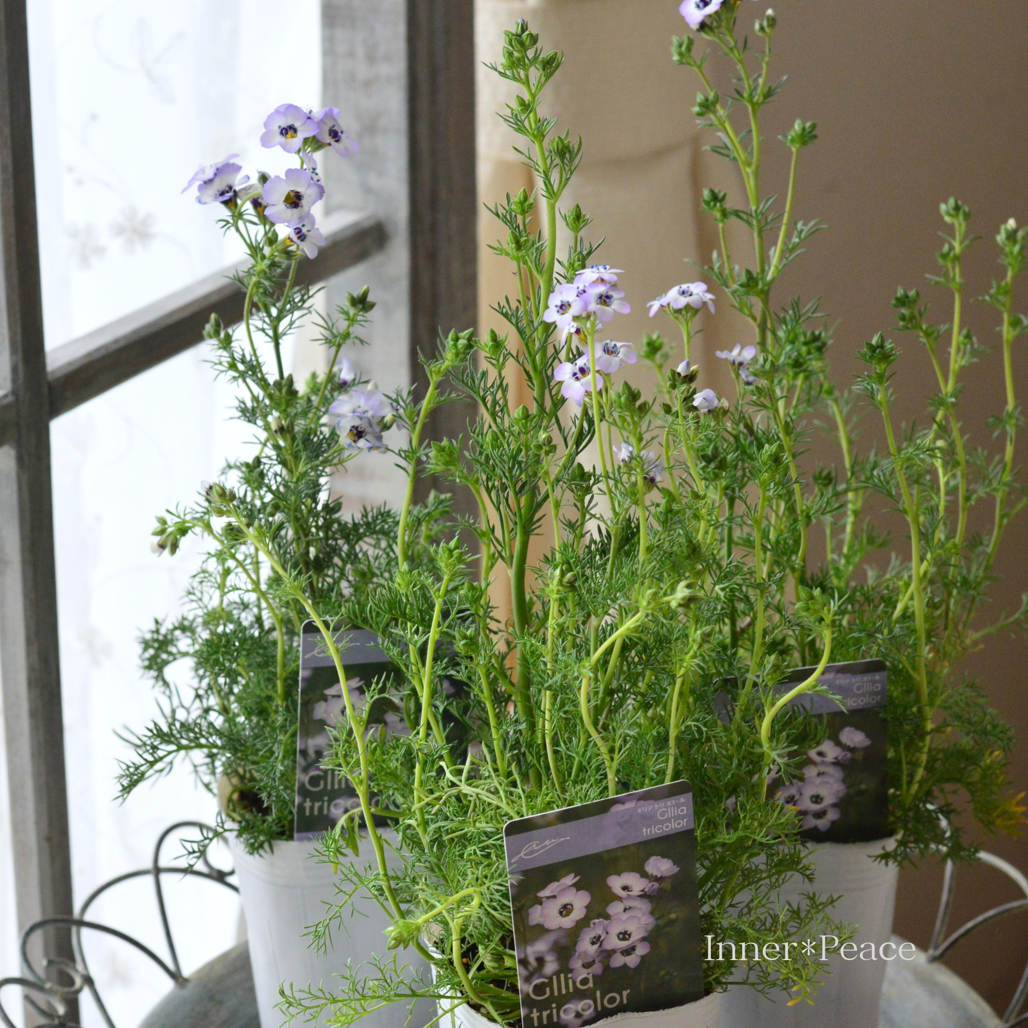 【美しい】 ギリア 『トリコロール』 3寸POT