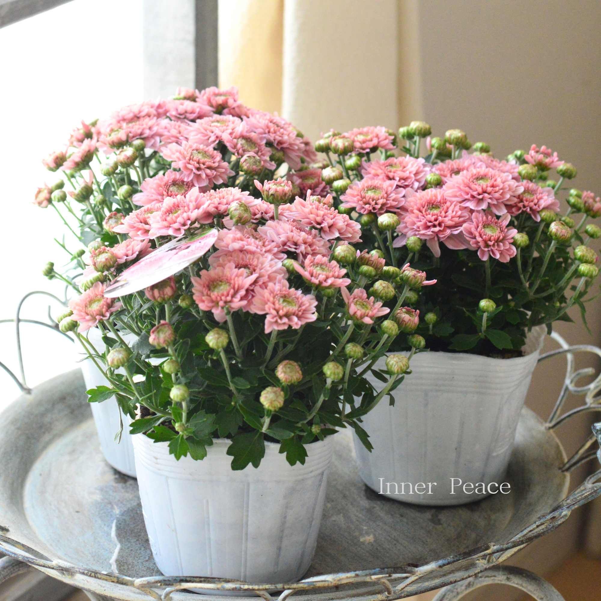 【アンティーク】 クリサンセマム・アラモード 『サーモン』 3.5号POT