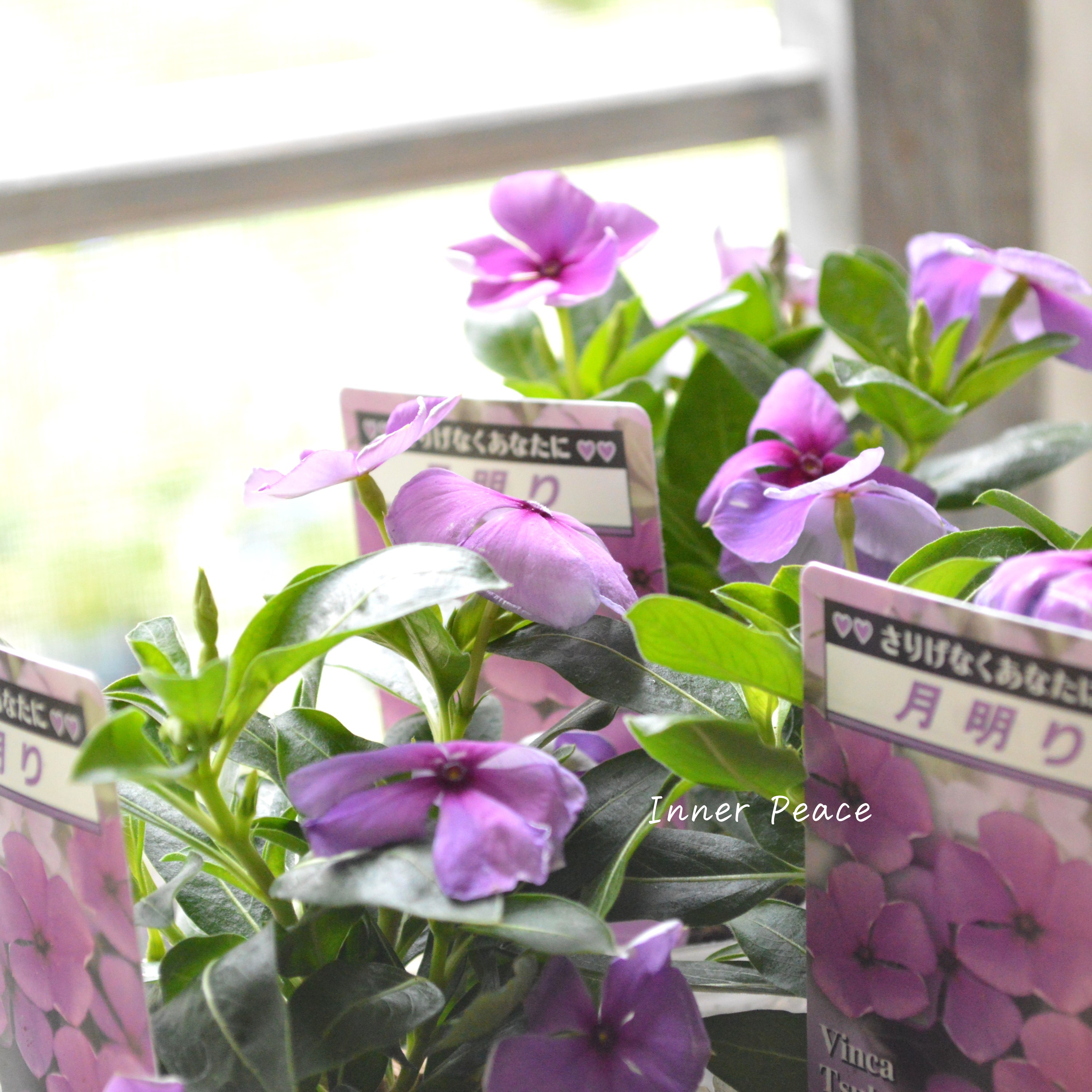 【北島園芸さん】 ニチニチソウ 『月明り』 3.5寸POT