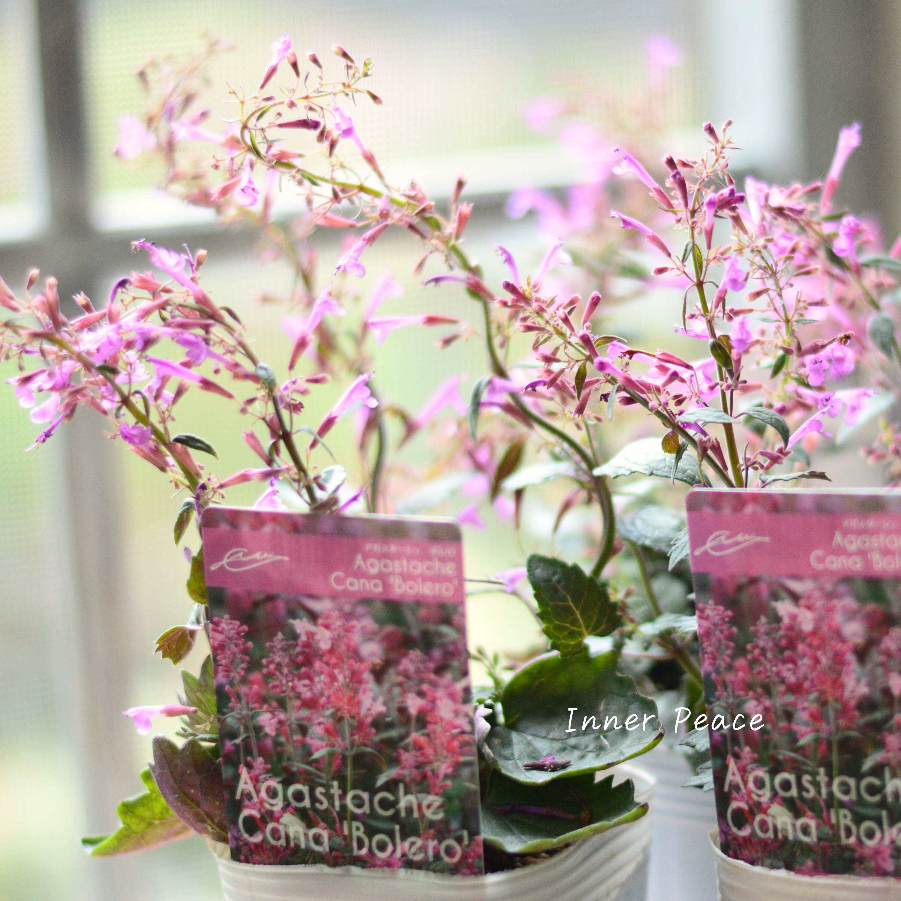 【暑さ寒さに強い】 アガスターシェ 『ボレロ』 植え込み用 3寸ロングPOT