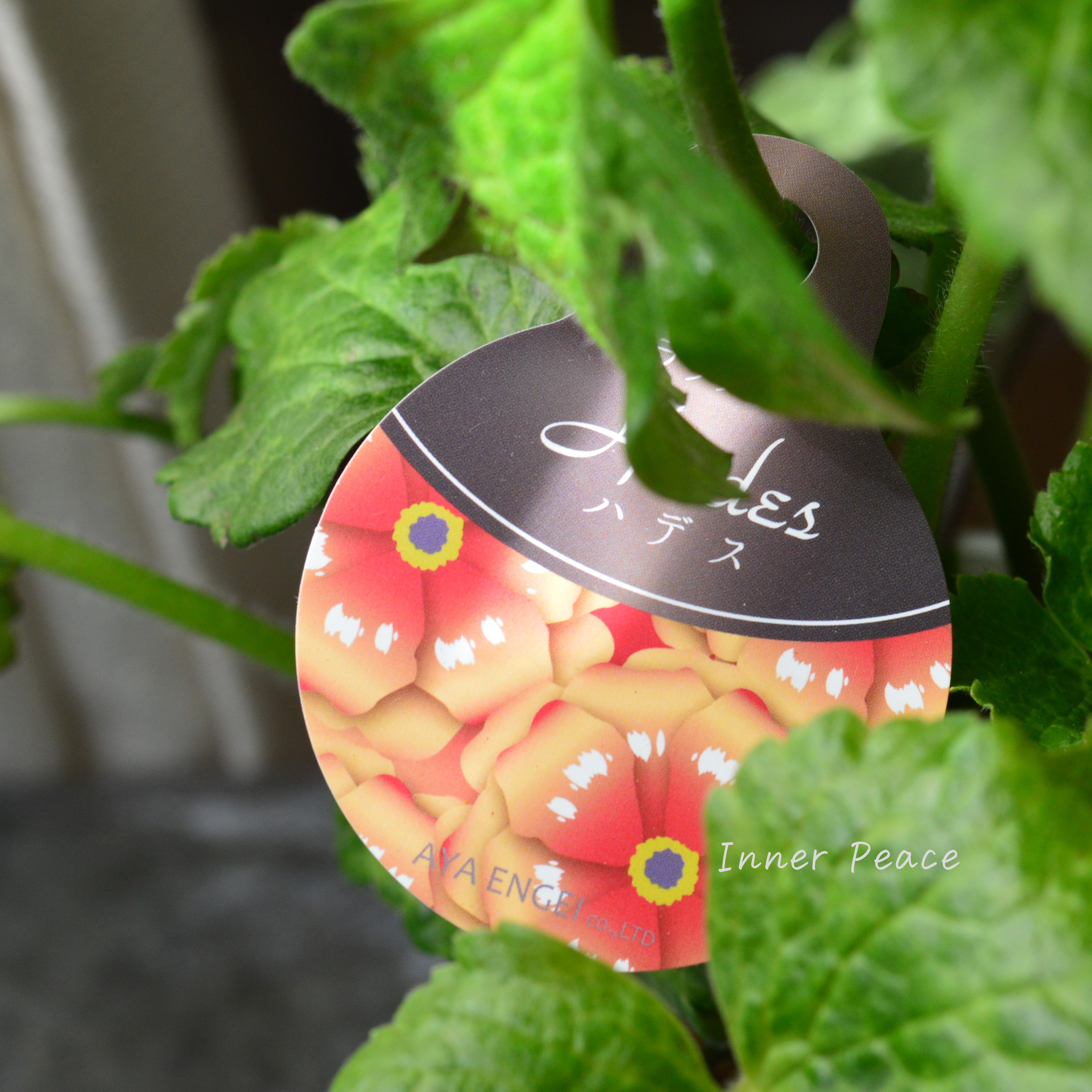 【美しい】 ラナンキュラス・ラックス 『ハデス』 3.5寸ロングPOT