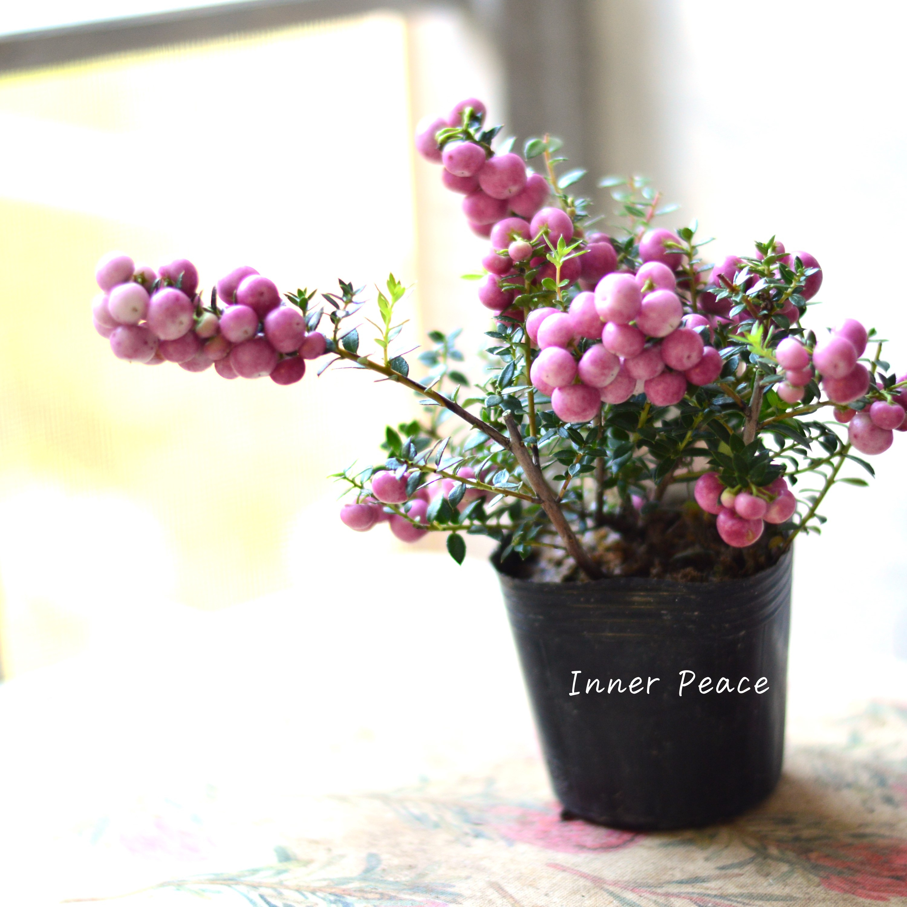 【かわいい】 デコベリー(ペルネッチア) ピンク 3寸POT