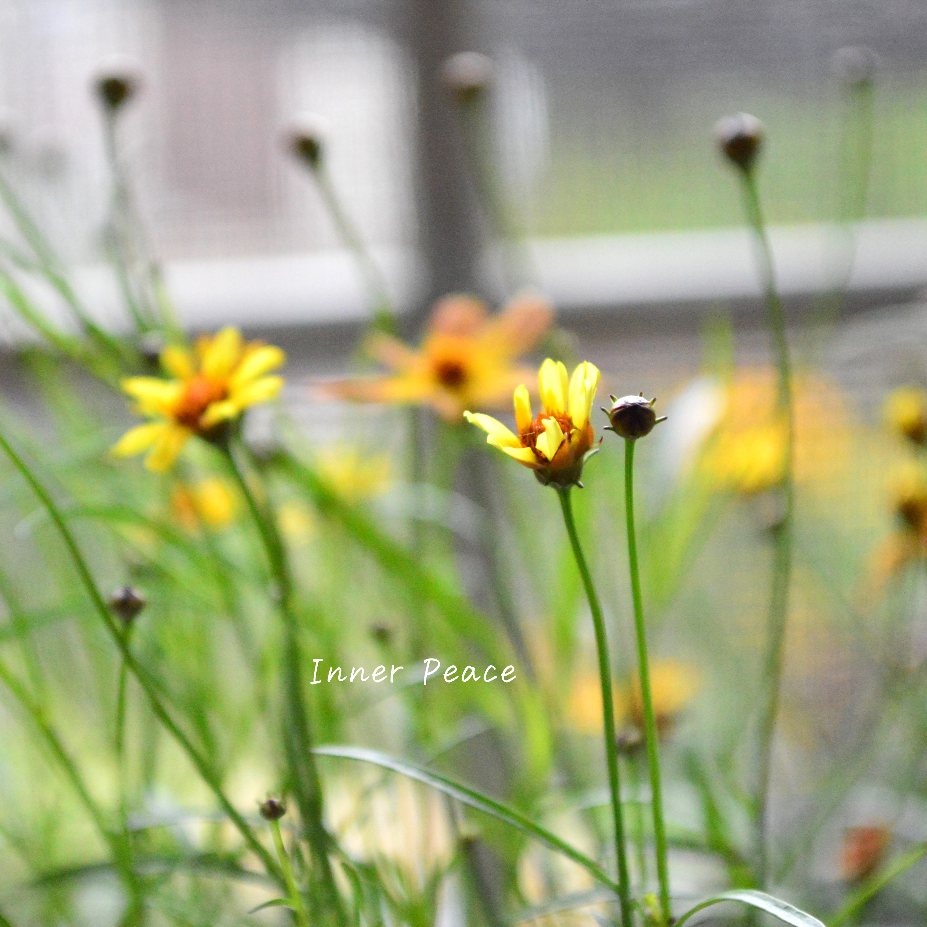 【アンティーク色】 コレオプシス『ウリドリーム・サンセット』 3寸POT