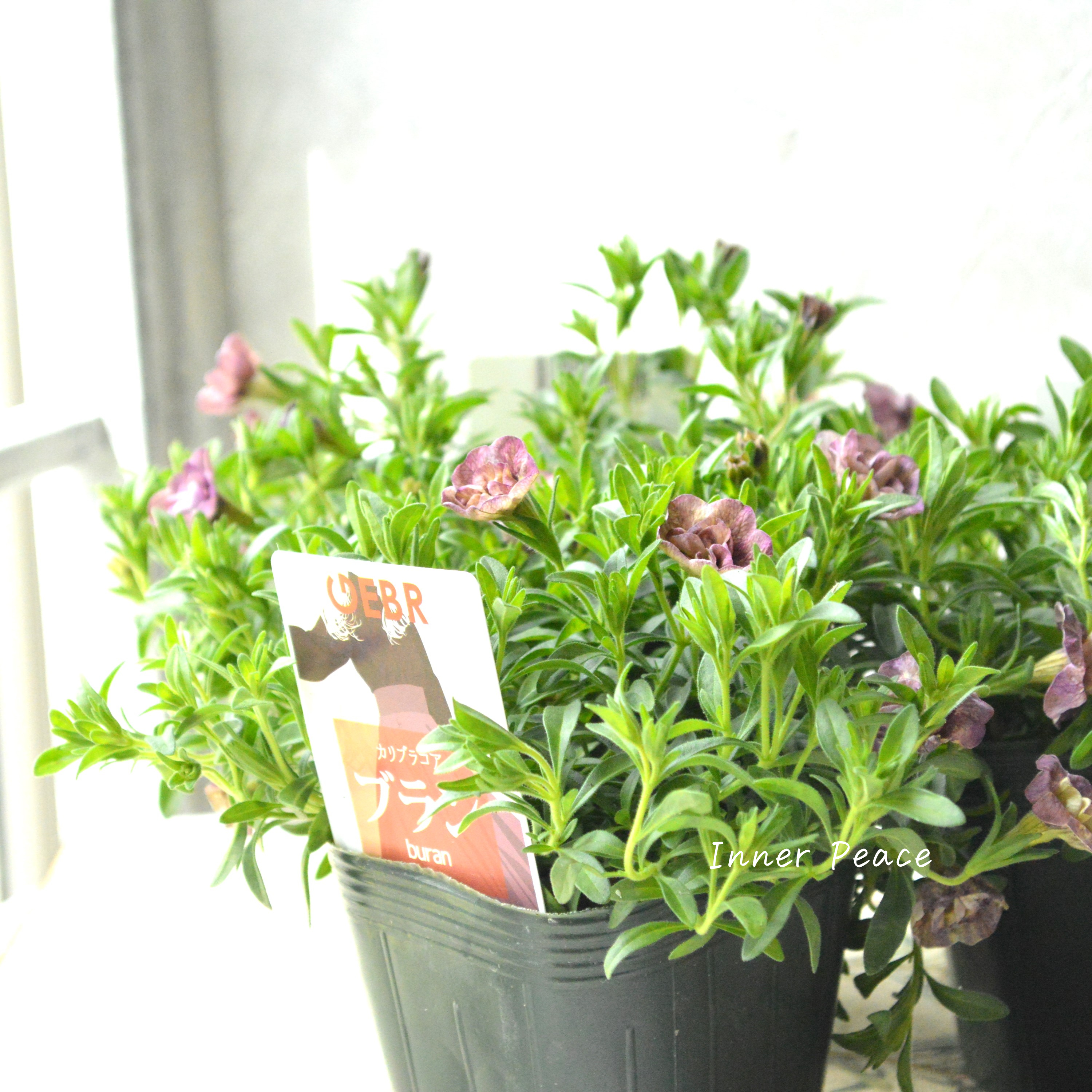 【ゲブラさん】 Sale! カリブラコア 『ブラン』 3.5寸POT