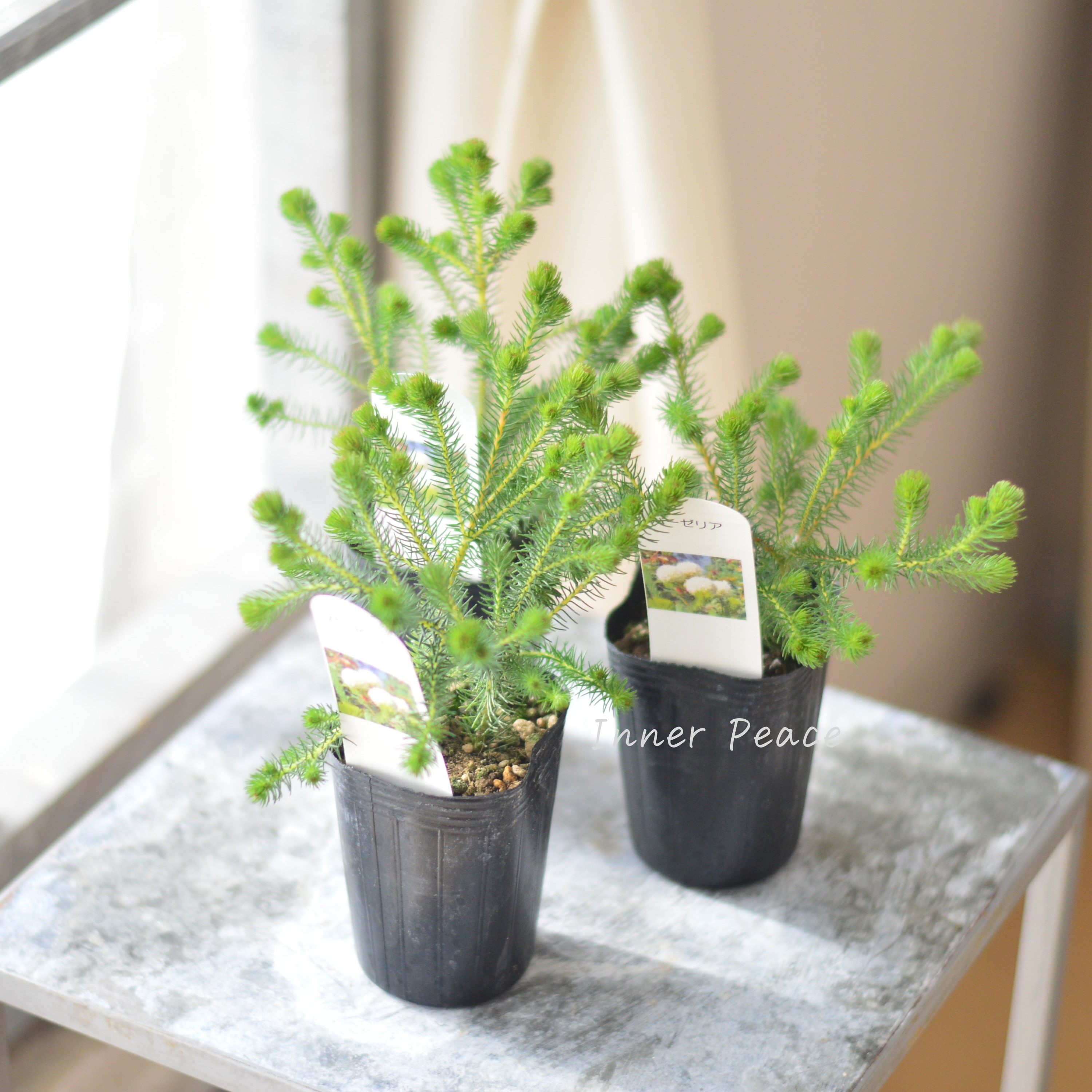 【個性的】 ベルセリア バーゼリア 3寸POT