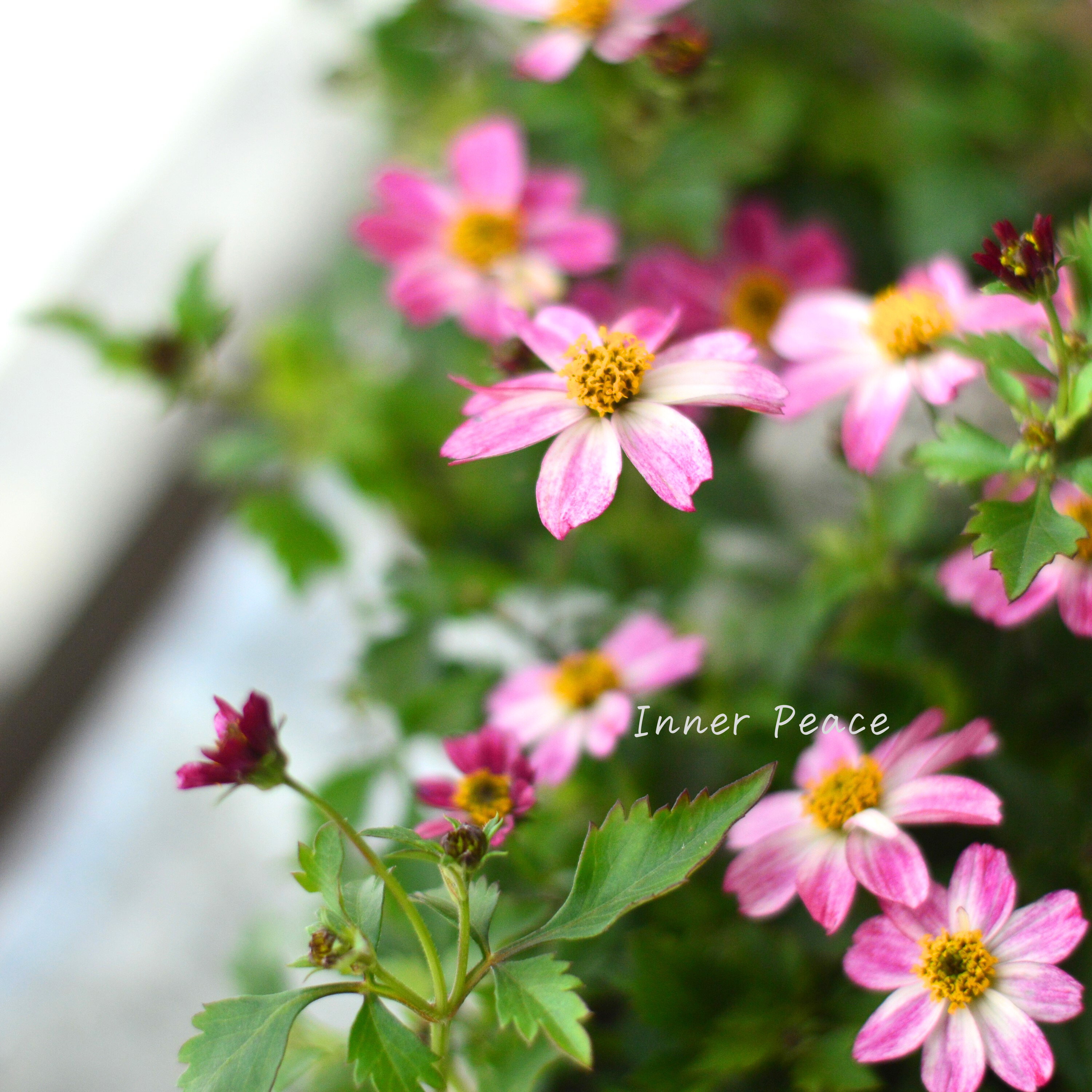 【かわいい】 ビデンス 『プリティ イン ピンク』 3.5寸POT