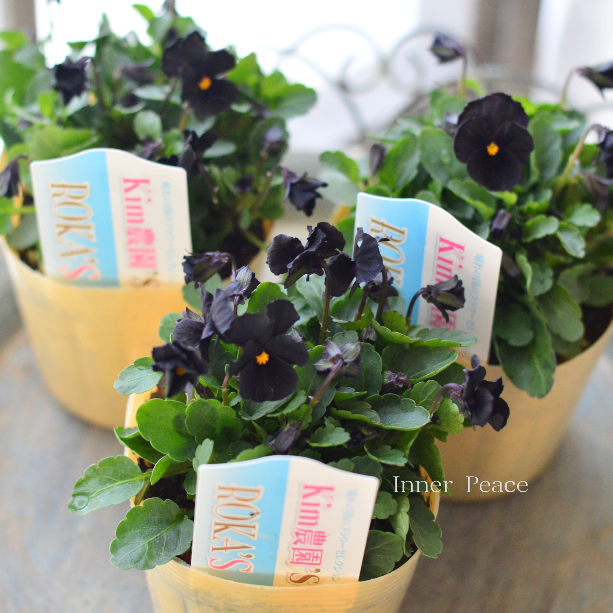 【Kim農園さん】 ビオラ 『ブラック』 3.5寸POT