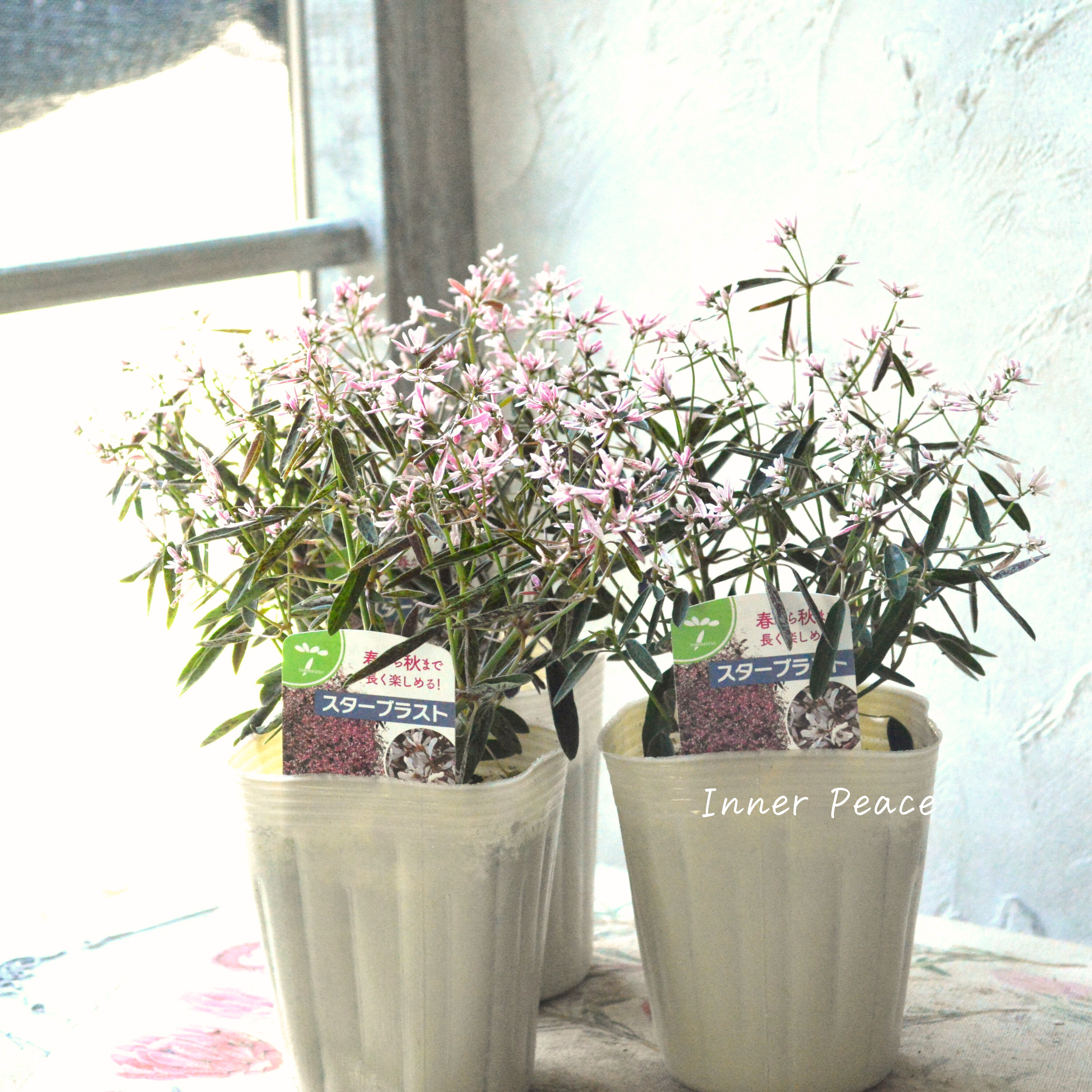 【暑さに強い】 ユーフォルビア 『スターブラスト』 3.5寸POT