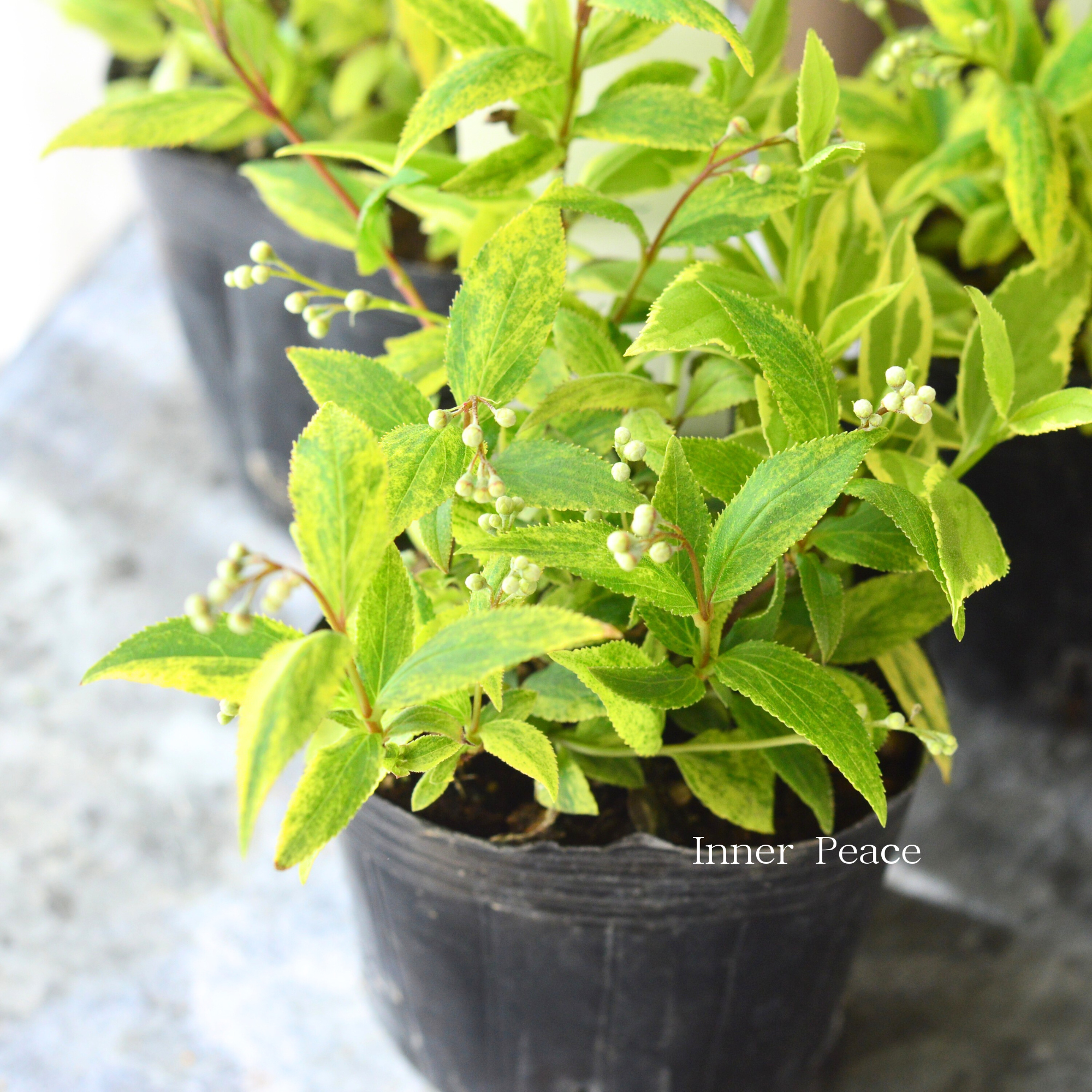 ヒメウツギ 『斑入り』 3寸POT