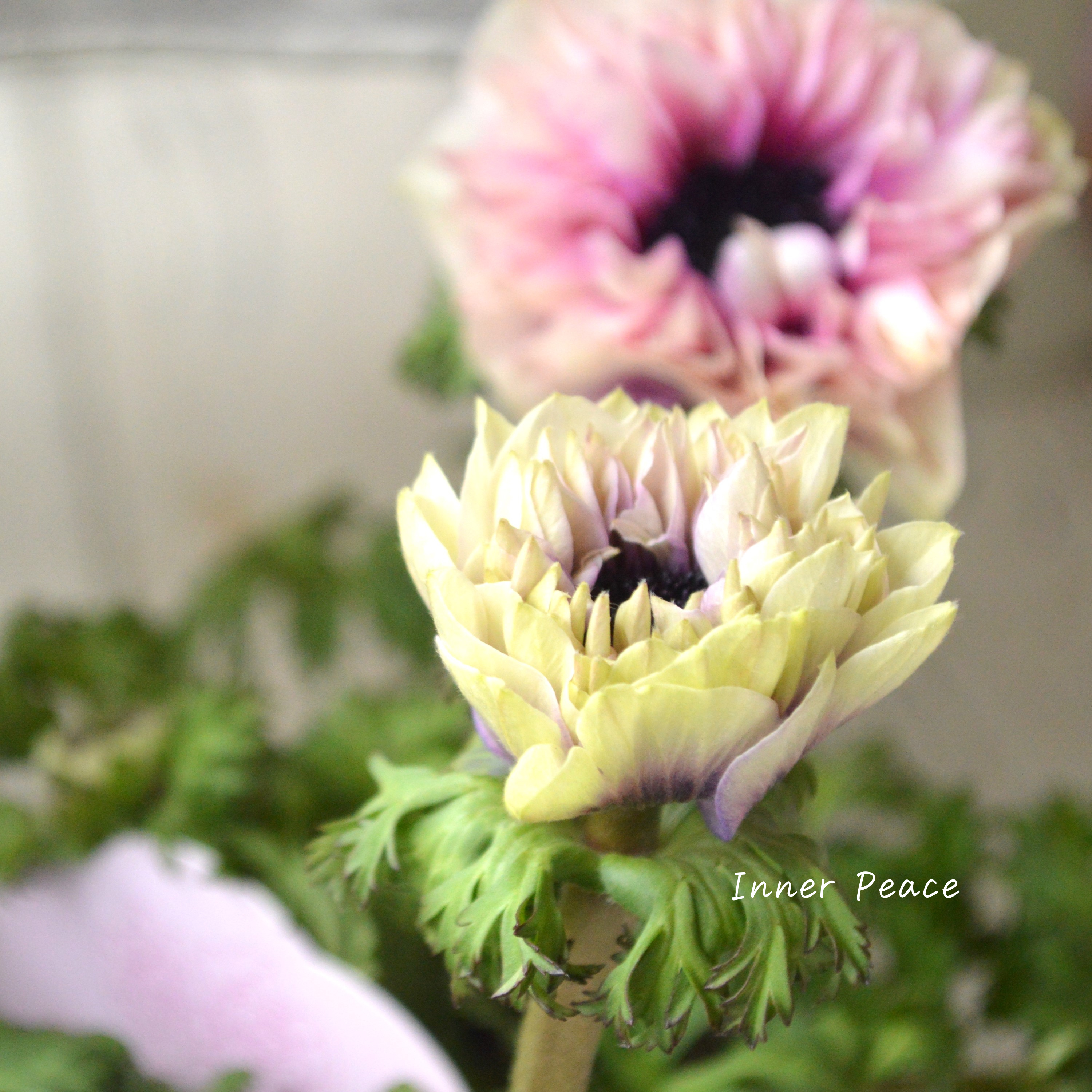 【神花園さんオリジナル】Sale!! 八重咲きアネモネ 『シフォンダブル』 3.5寸POT