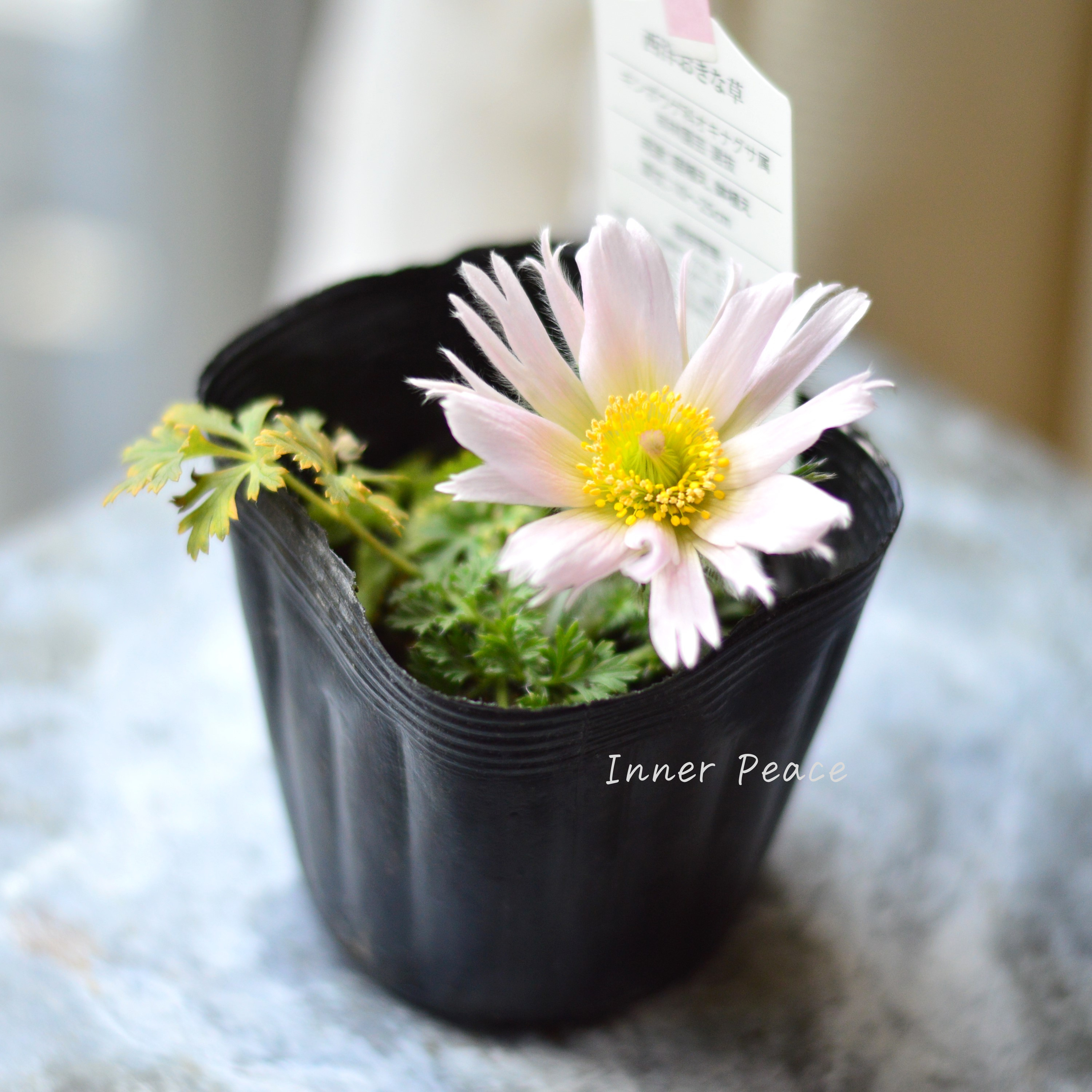 【美しい】 西洋オキナグサ 『プルサティラ ブルガリス・薄ピンク』 3.5寸POT