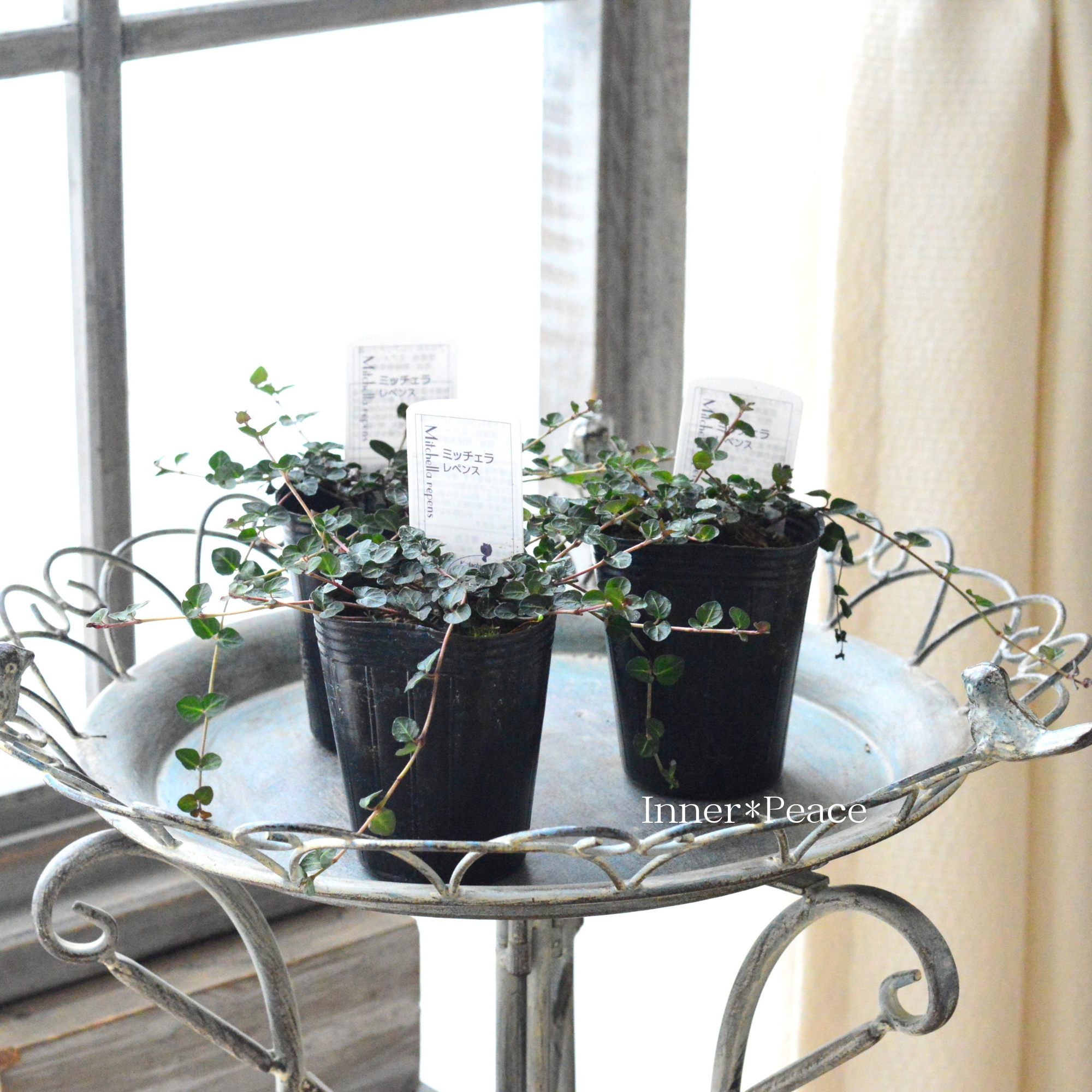 【寄せ植えに】 ミッチェラ 『レペンス』 2.5寸ロングPOT