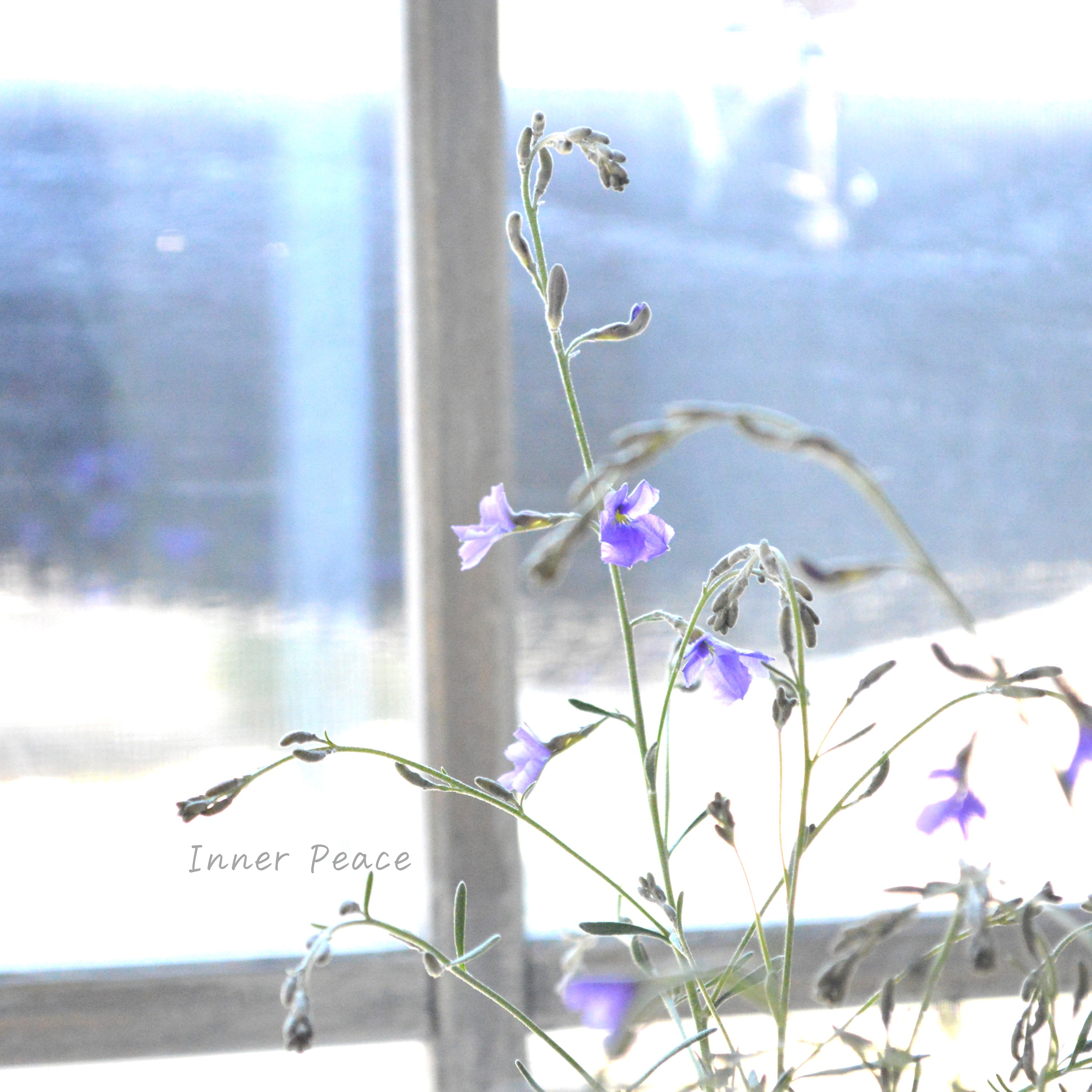 【美しい】 ダンピエラ 『ダンシングブルー』 3寸鉢