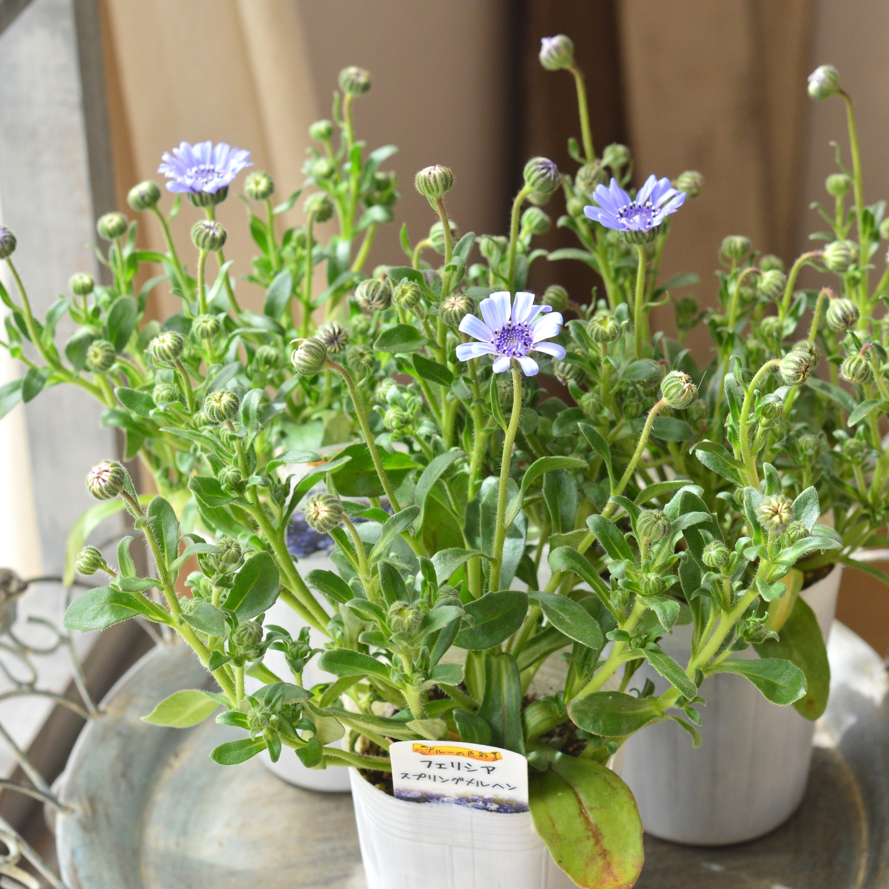 【美しい】 フェリシア 『スプリングメルヘン・ブルー』 3寸POT