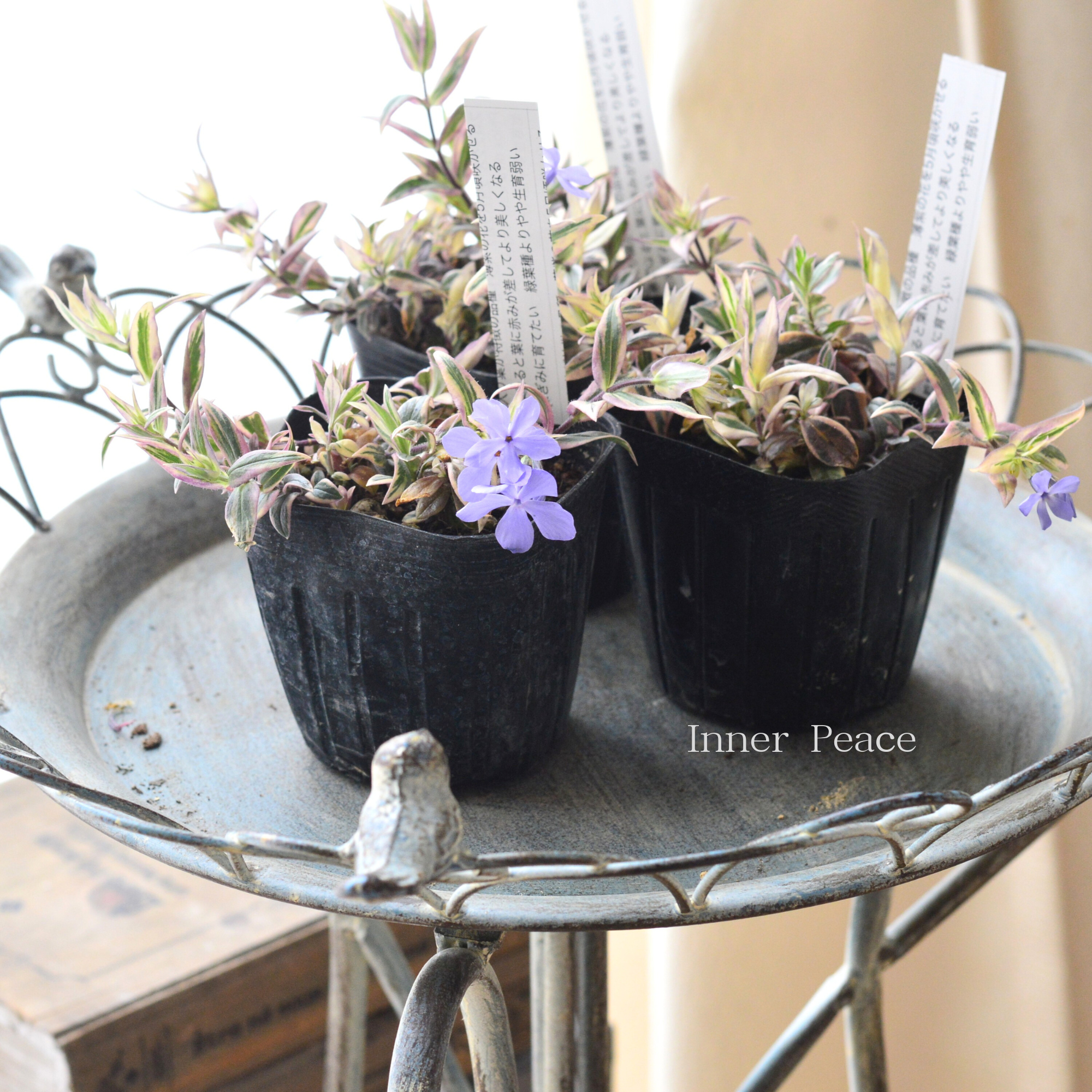 【宿根草】 斑入りフロックス 『モントローザトリカラー』 3寸POT