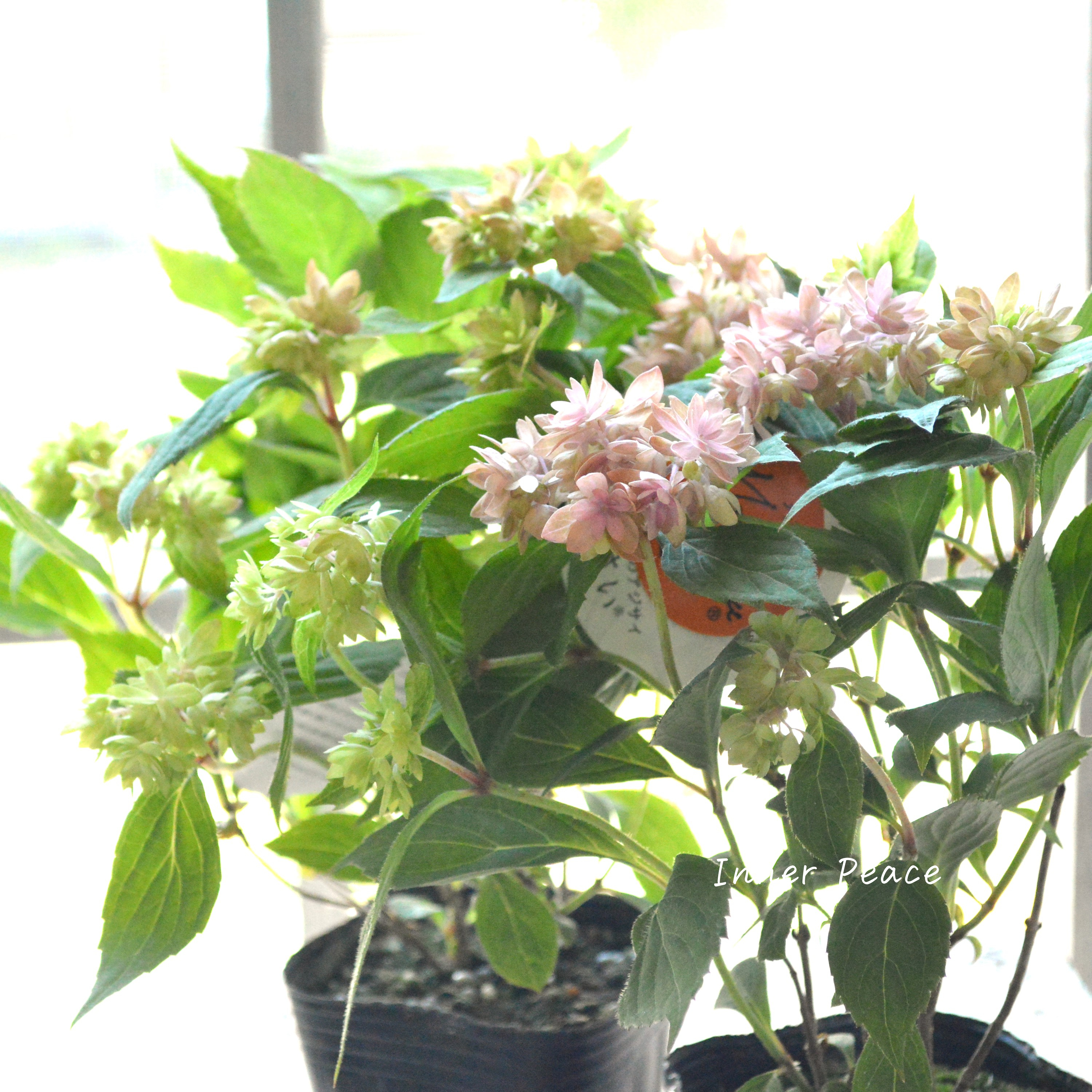 【吉岡麗子さん】 紫陽花 (ぽじさい)『マルルー・ピンク系』 3号POT