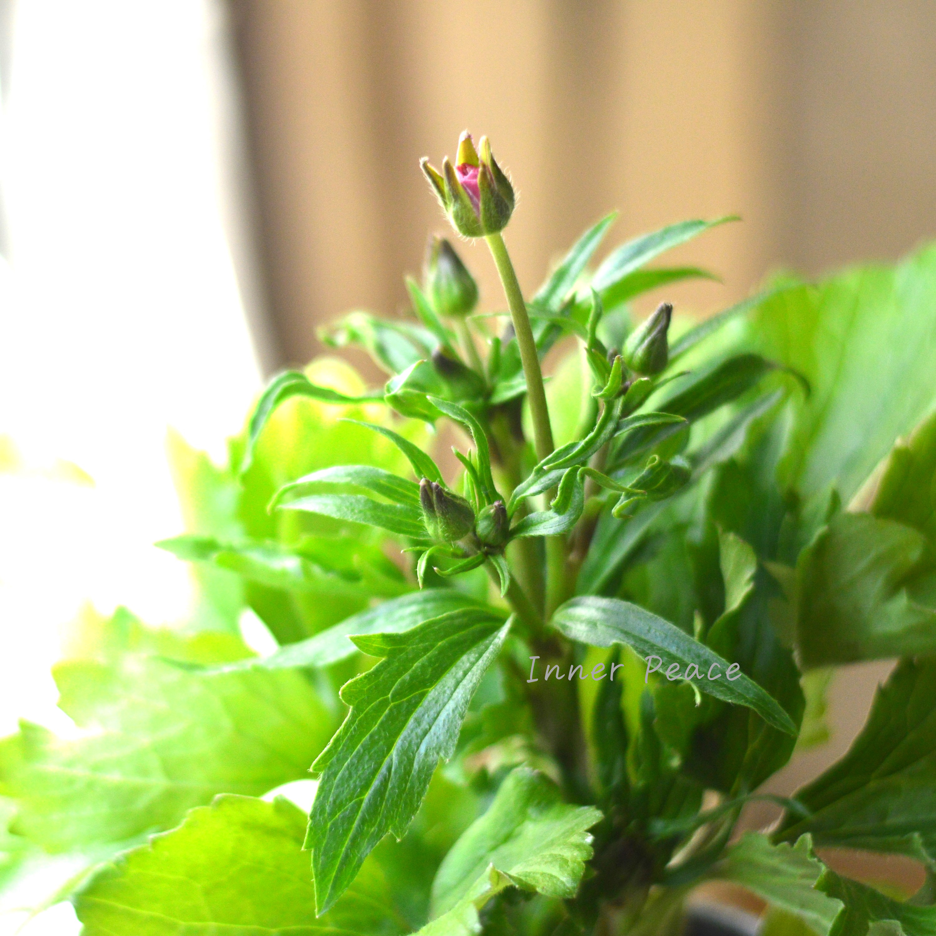 【美しい】 ラナンキュラス・ラックス 『リュキア』 3.5寸POT