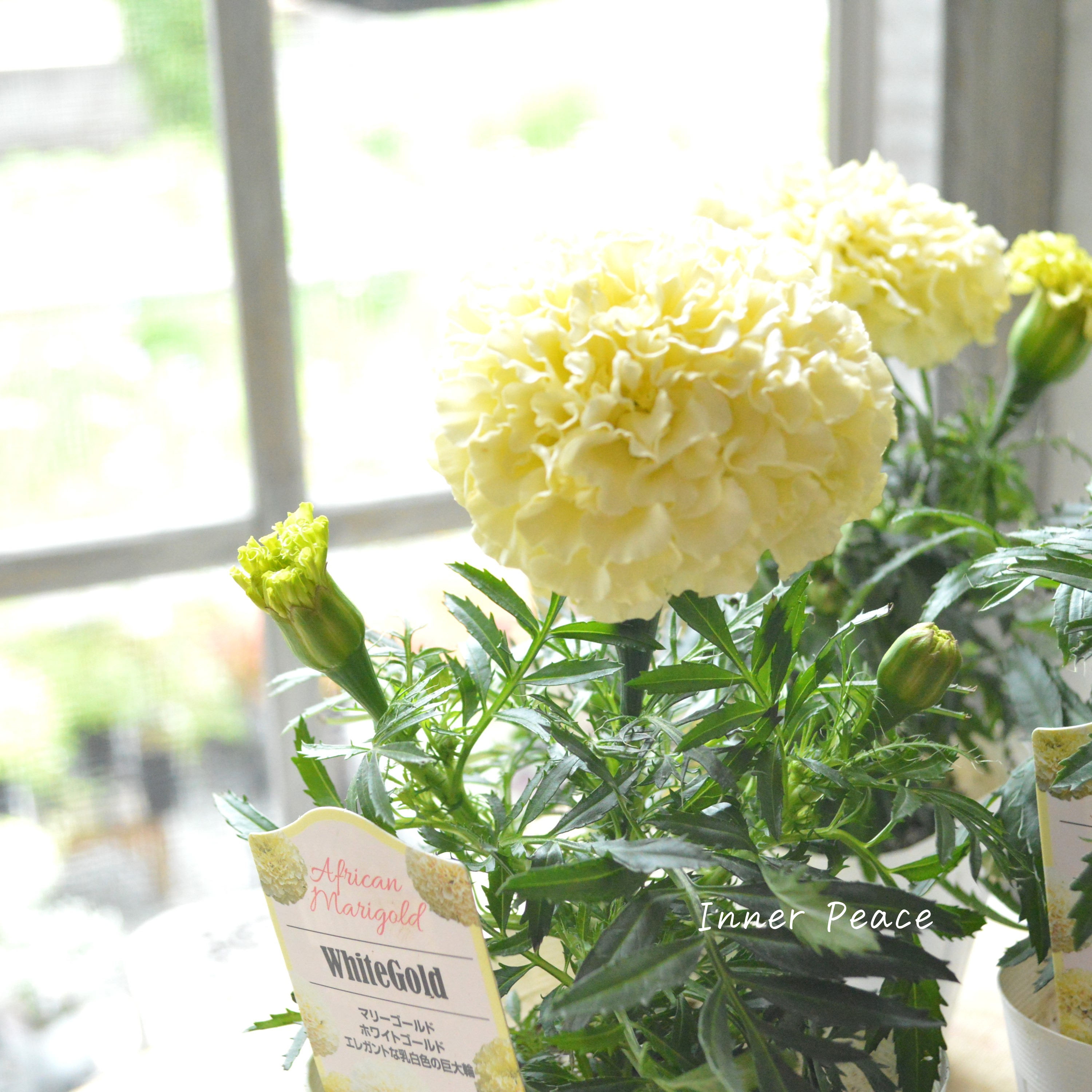 【かわいい】 マリーゴールド 『ホワイトゴールド』 3.5寸POT