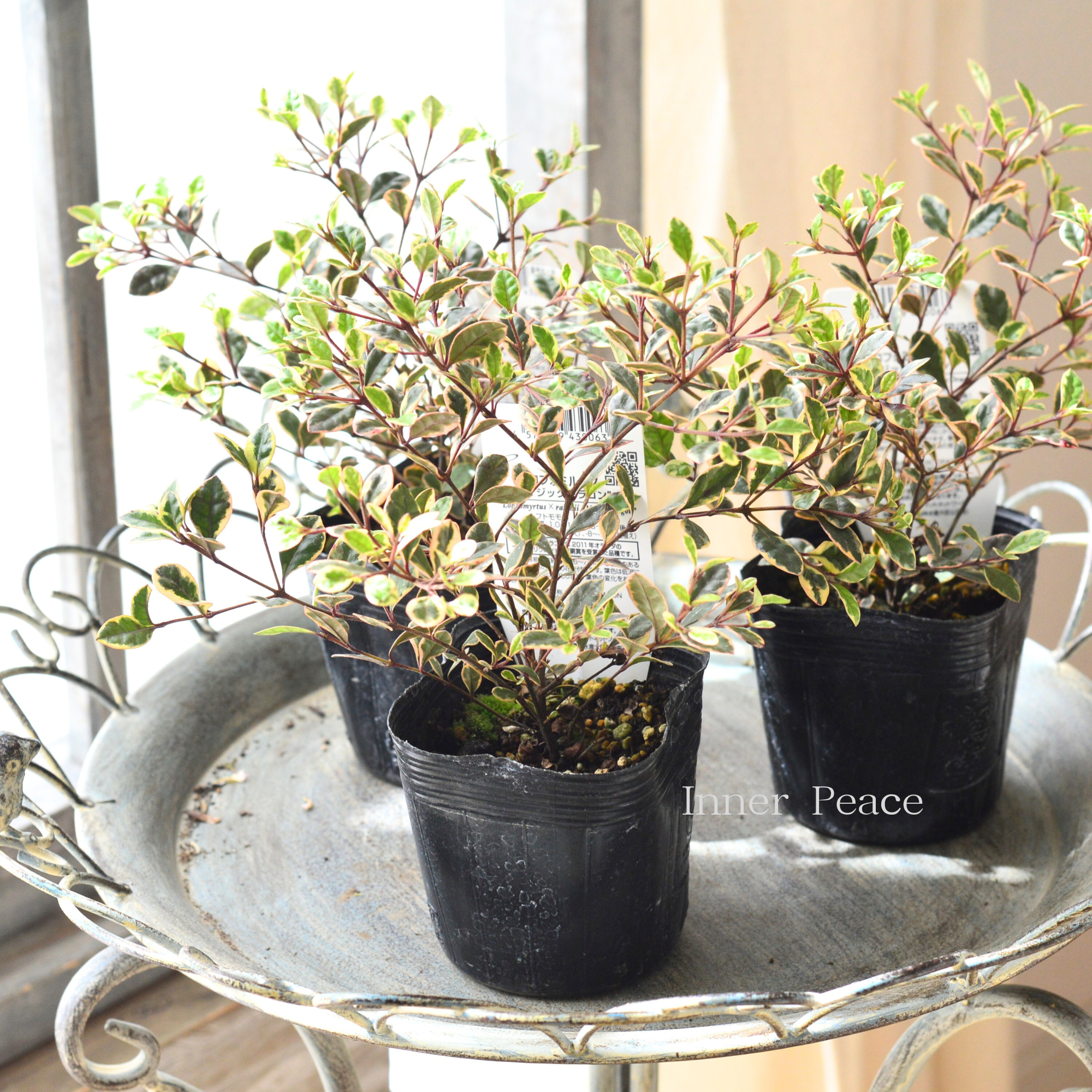 寄せ植えに】 ロフォミルタス 『マジックドラゴン』 3寸POT 寄せ植えに】 ロフォミルタス 『マジックドラゴン』 3寸POT