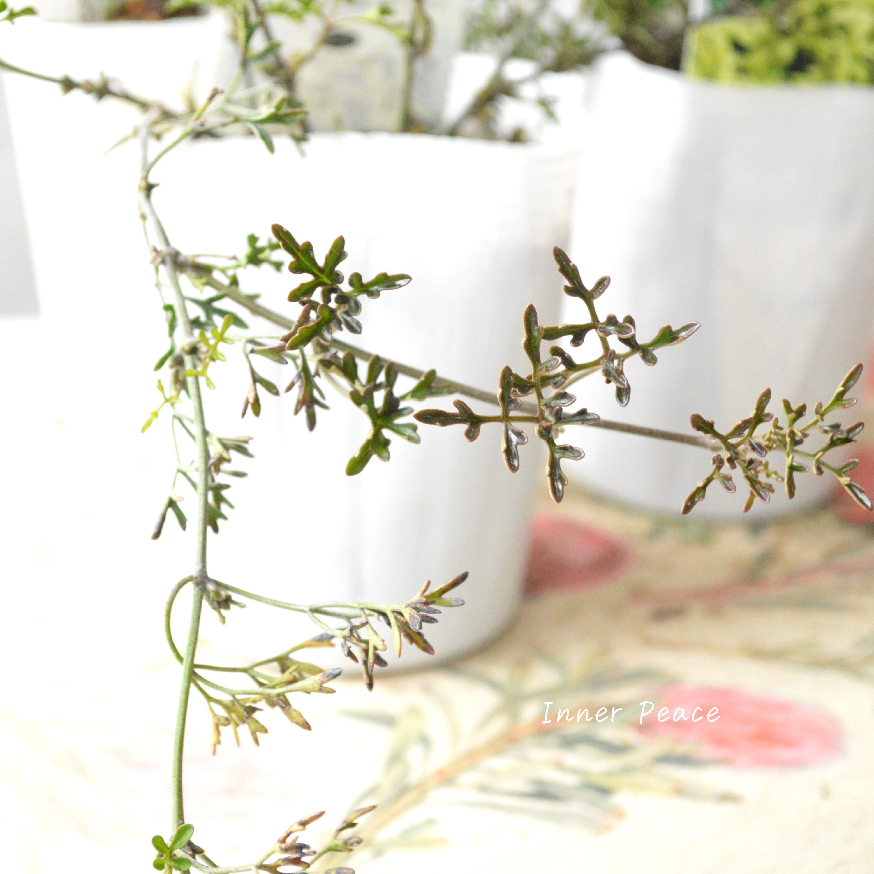 【常緑】 クレマチス 『ペトリエイ』 3.5寸ロングPOT